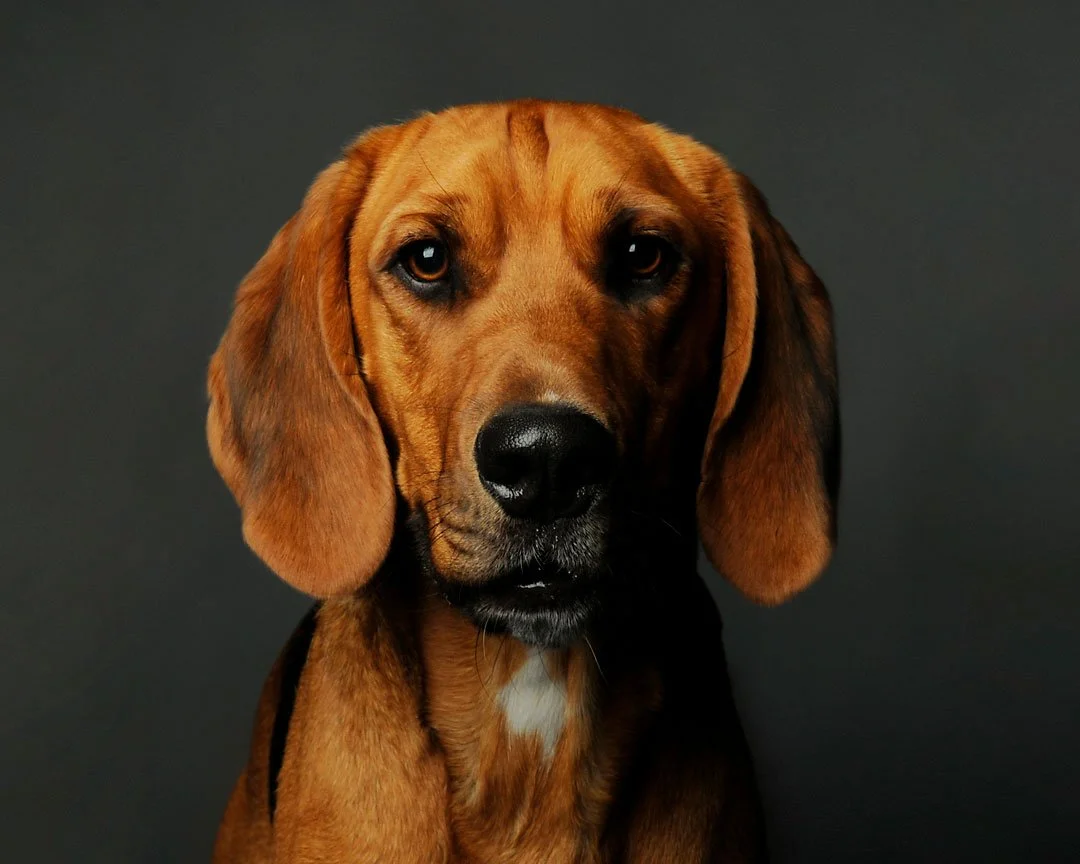 Close-up of a brown and black beagle dog with long ears against a dark background.