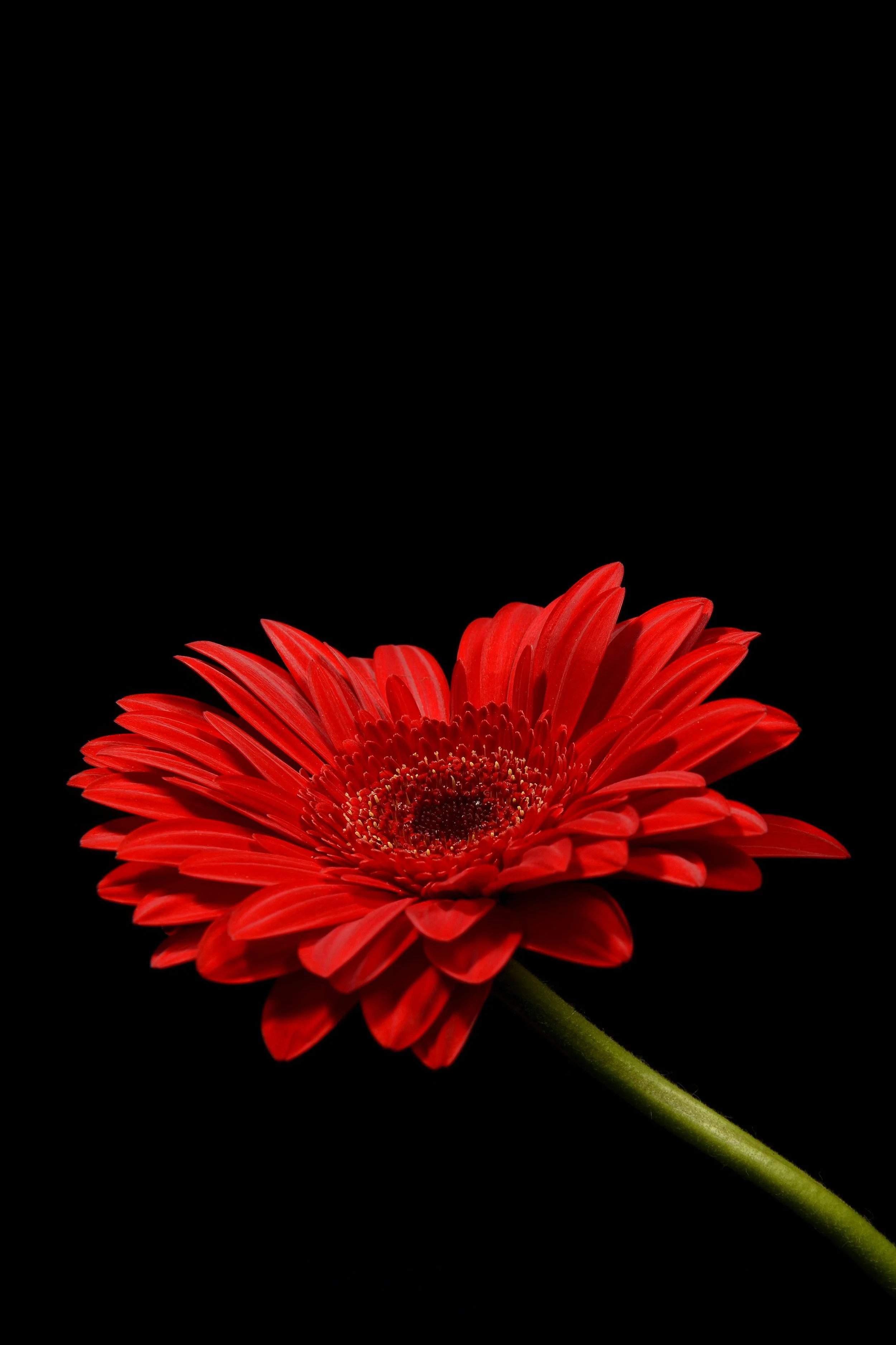 Close-up of a vibrant red gerbera daisy with a green stem on a black background.