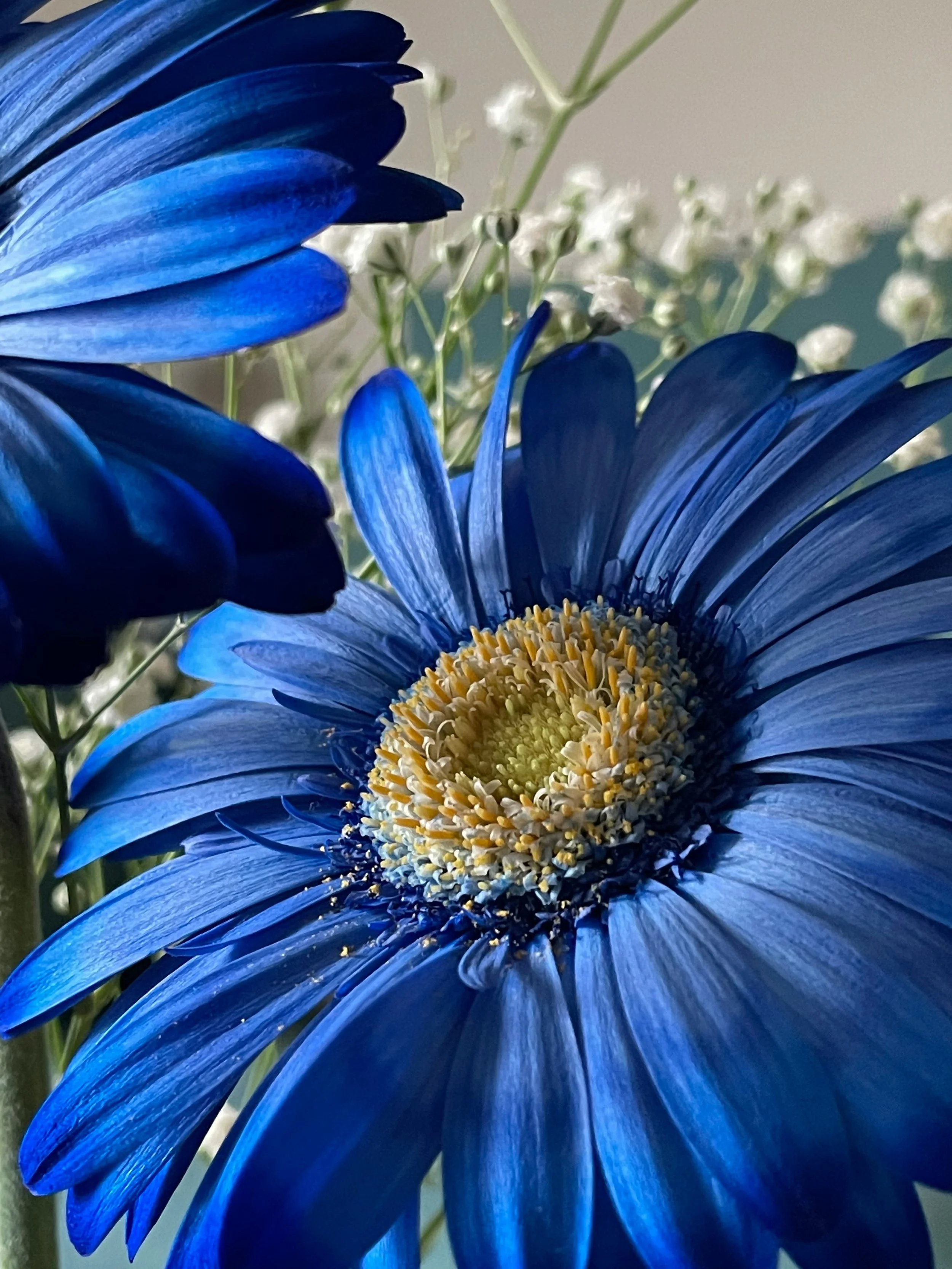 Close-up of a vibrant blue gerbera daisy flower with detailed petals and central disk, surrounded by small white baby's breath flowers in the background.