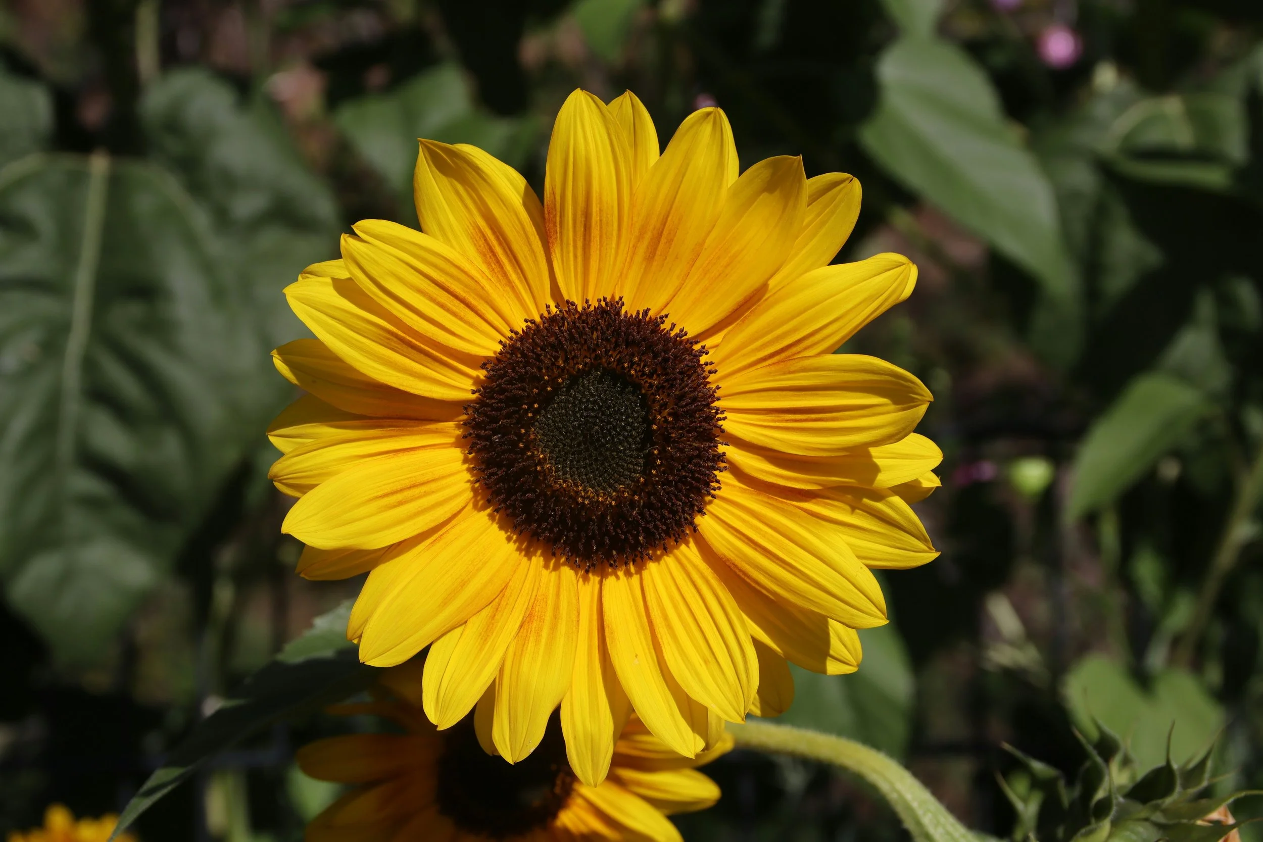 A vibrant yellow sunflower with a dark center, set against blurred green foliage.