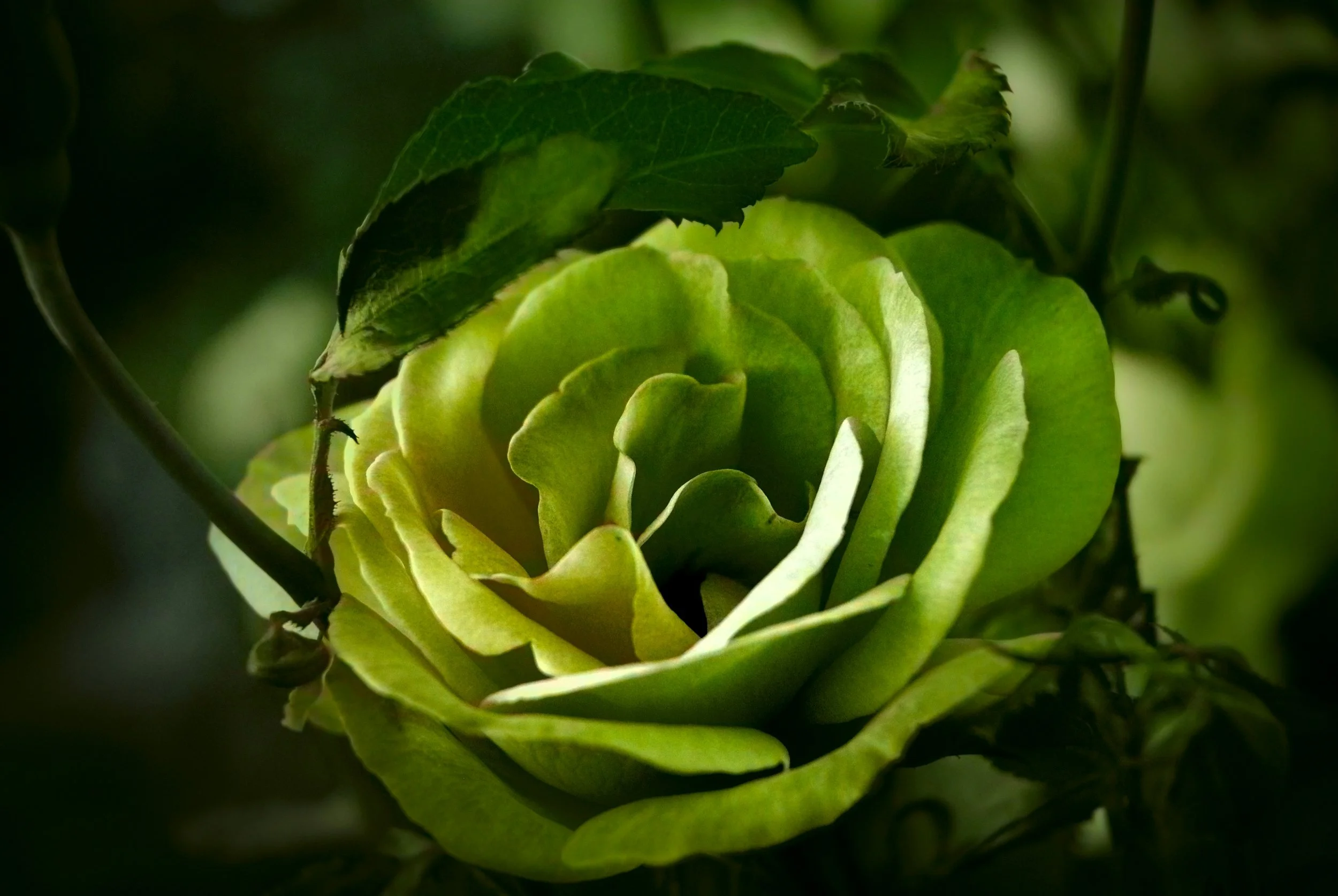 Close-up of a green rose with layered petals and green leaves.