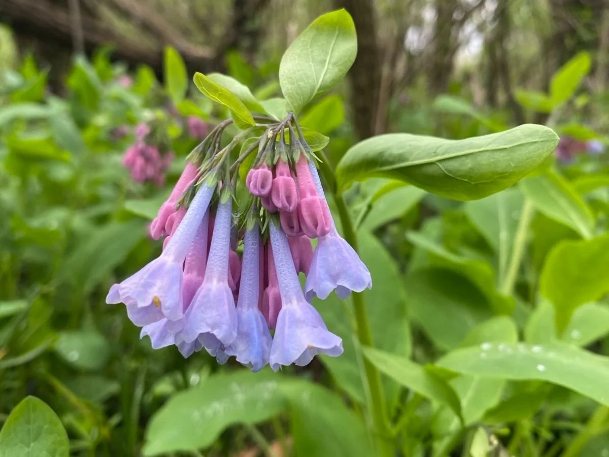 Spring Events &amp; Updates