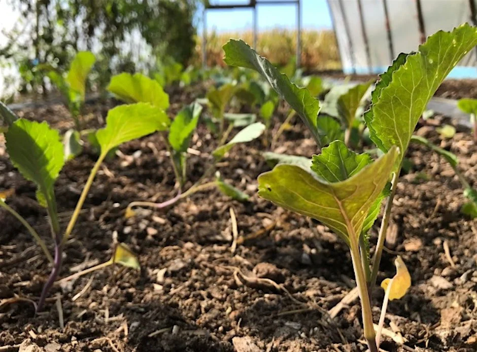 Tools for Crafting a Successful Farm Business Plan