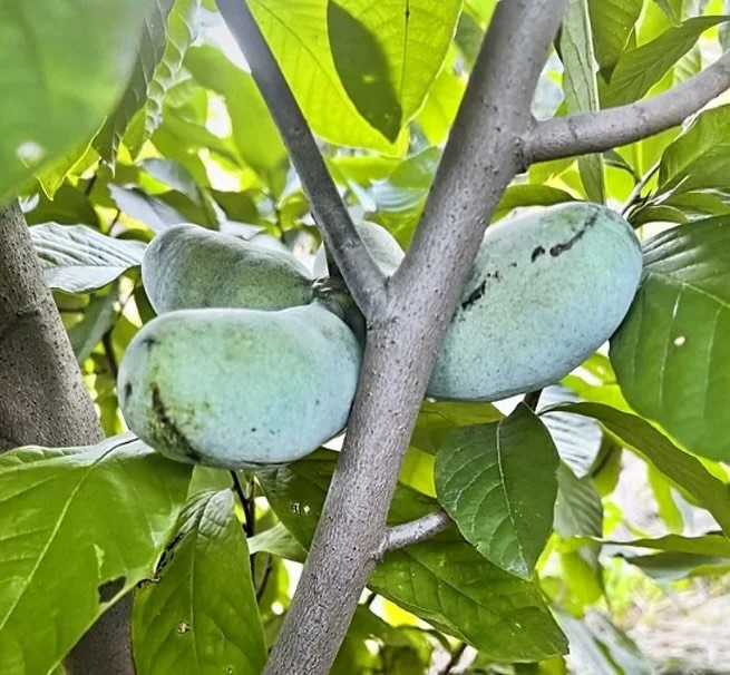 Only 5 days left to sign up for our Agroforestry Field Day at Woolly Yak Ranch &amp; Winery! 

PIFF is partnering with the @savannainstitute to highlight this beautiful, diverse farm and can&rsquo;t wait to dive into the realities and potentials of a