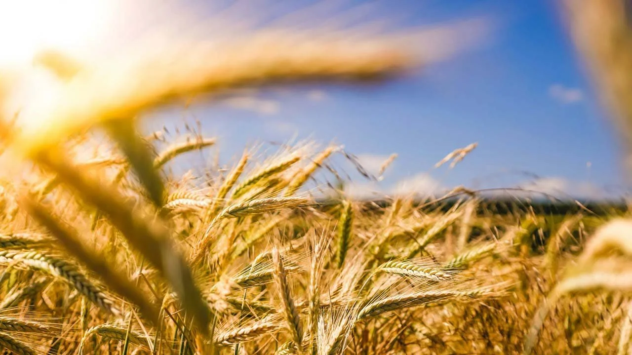 Understanding the Impact of the USDA Funding Freeze on Farmers: A Call to Action