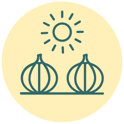 Icon of the sun shining over two onions on a flat surface.
