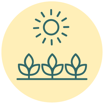 Sun shining over three rows of cultivated plants or crops.