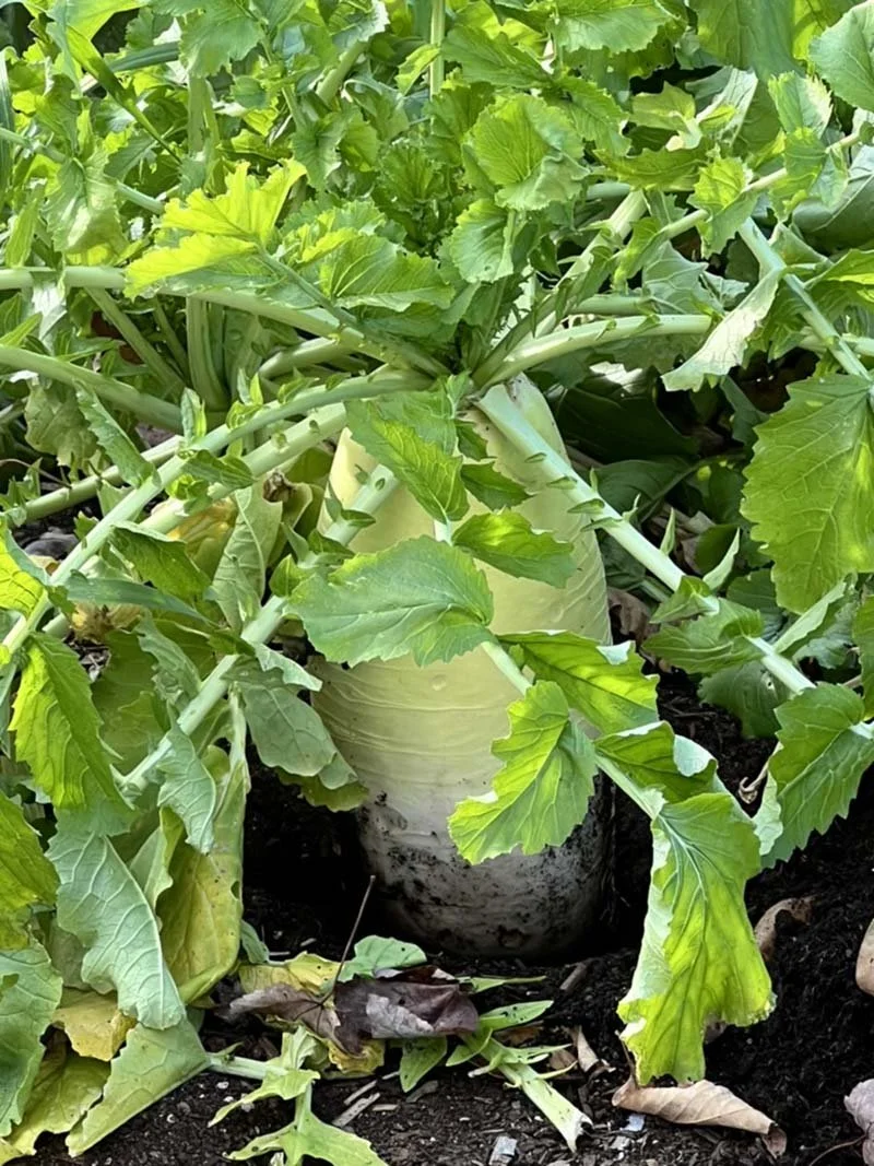 A large white radish growing in dark soil, surrounded by green radish leaves.