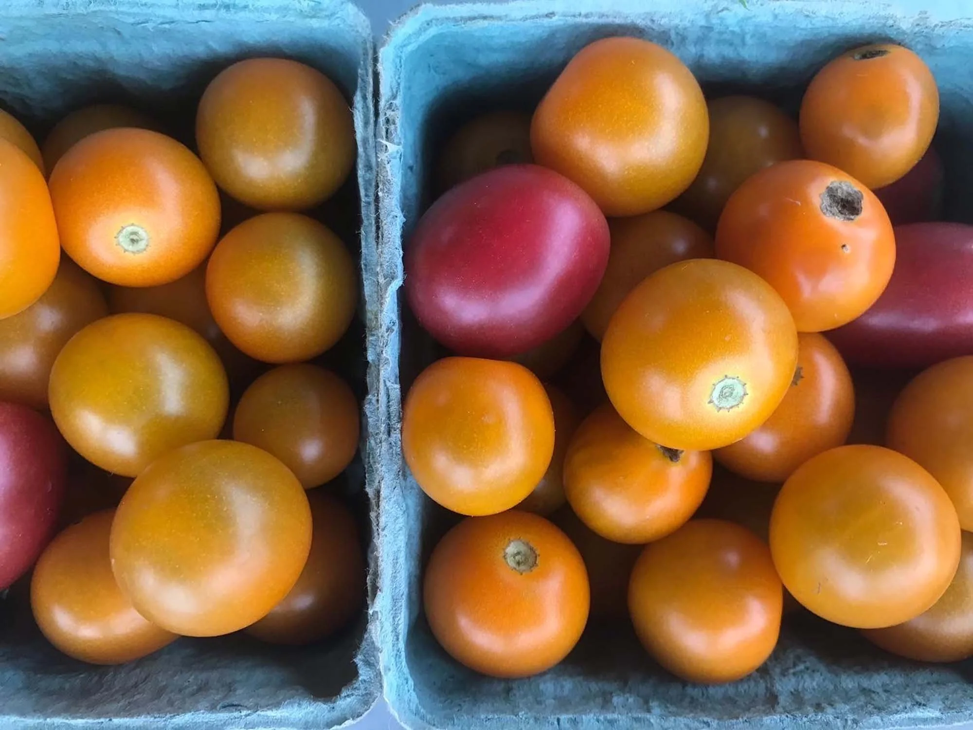 A Message from Southeast Regional Cooperative Partners