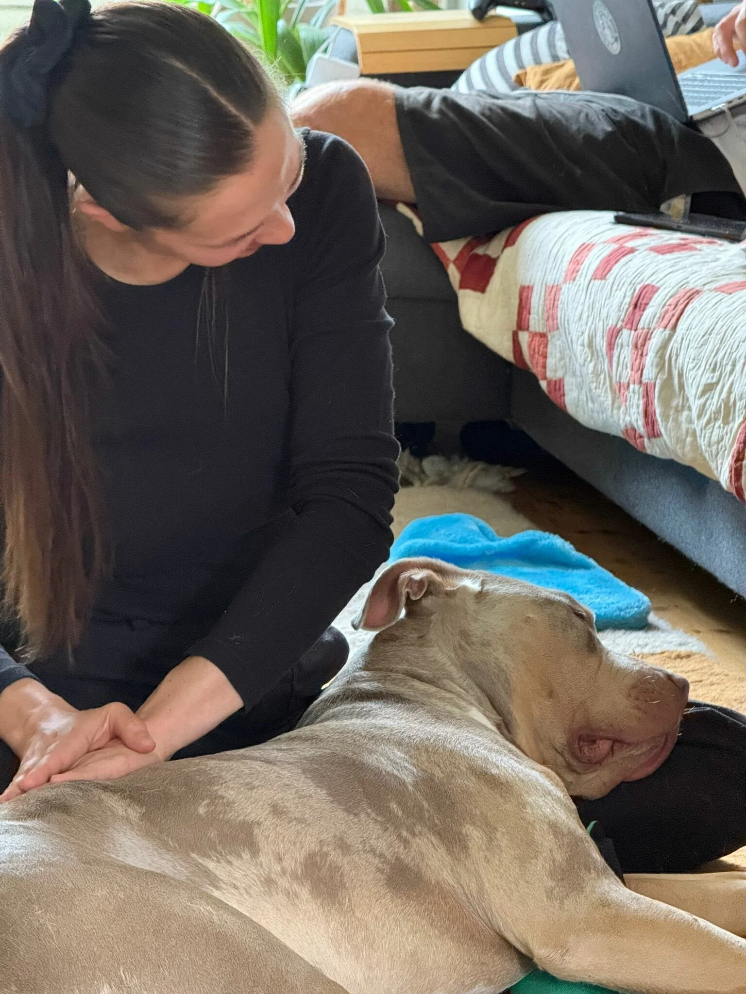 Canine patient falling asleep while physiotherapist performs massage