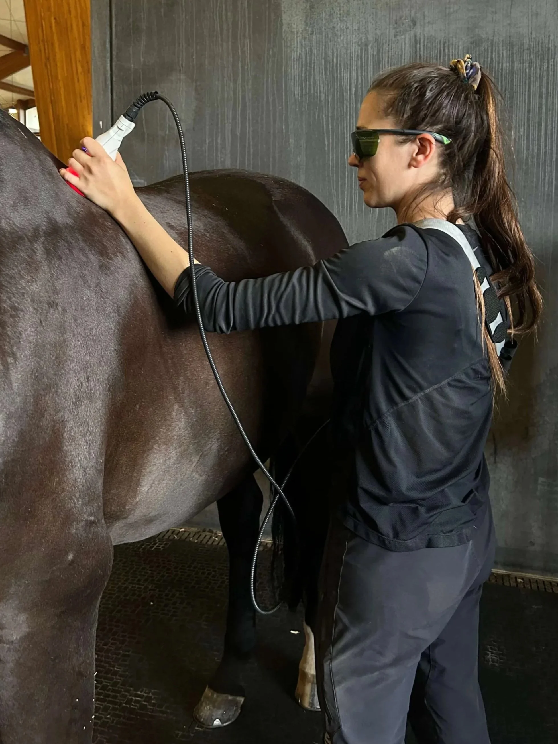 Practitioner using PBMT to treat horse's back muscles