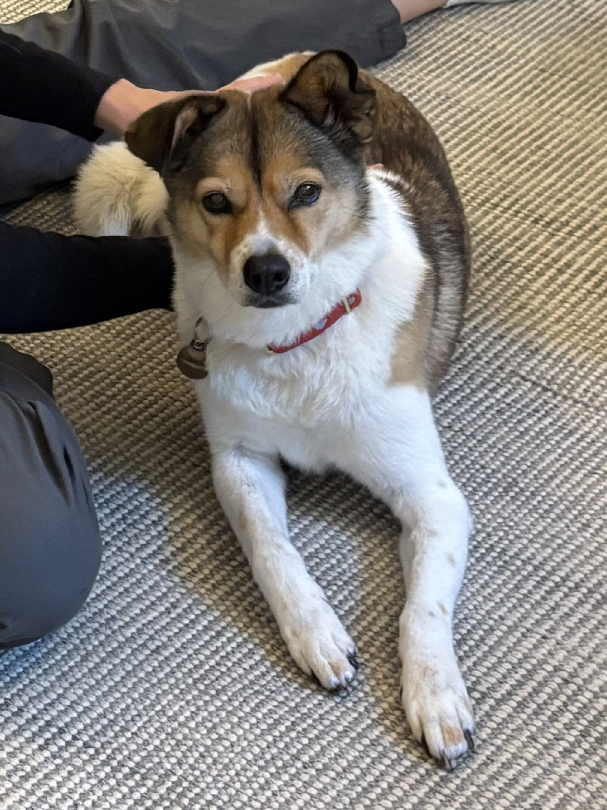 Rescue dog Dumpling recieving a massage during her first at-home physiotherapy appointment 