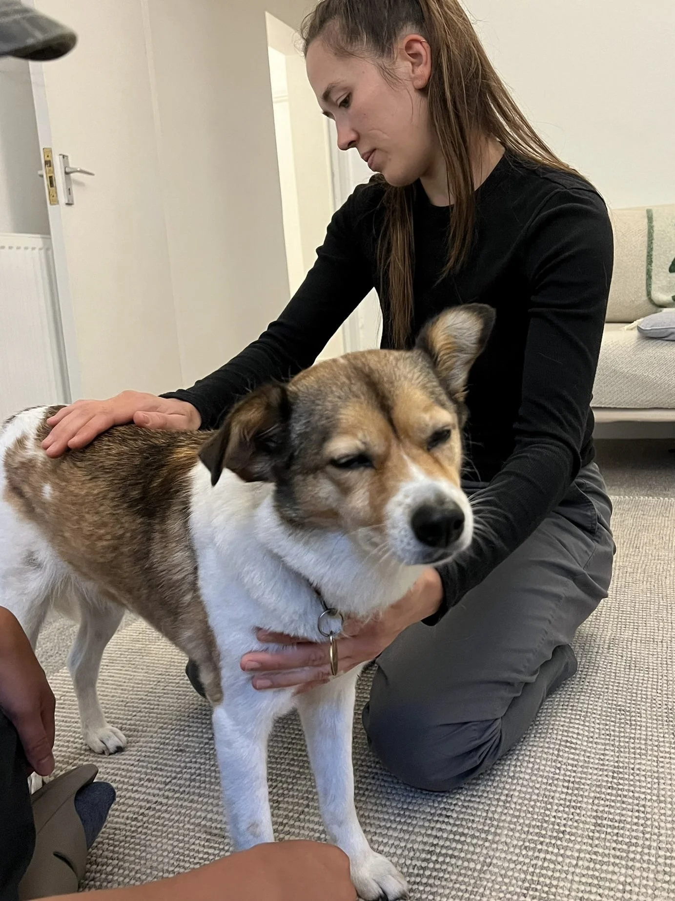Dog performing static weight shifting exercises