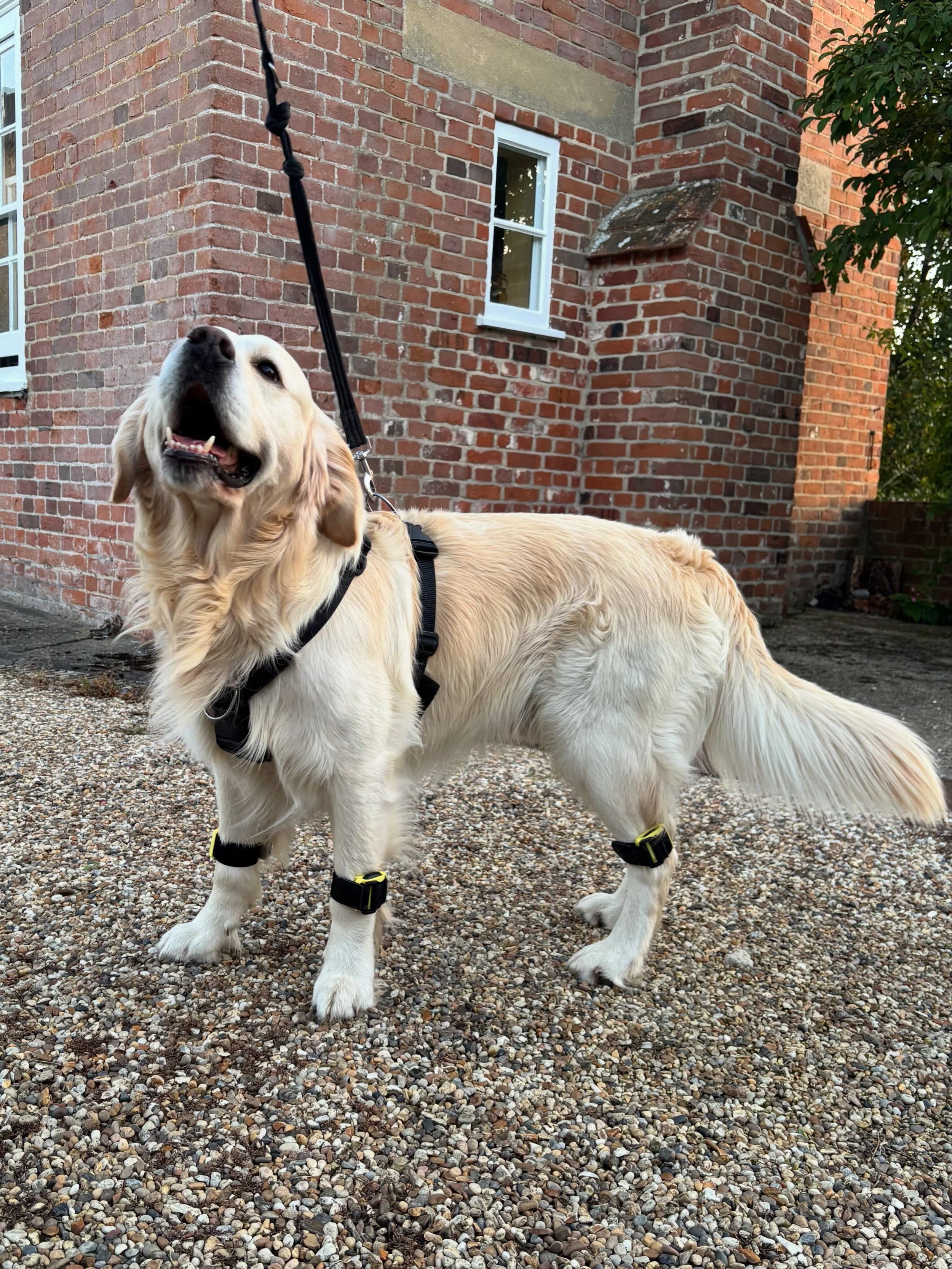 Dog wearing Ekico™ Tendiboots