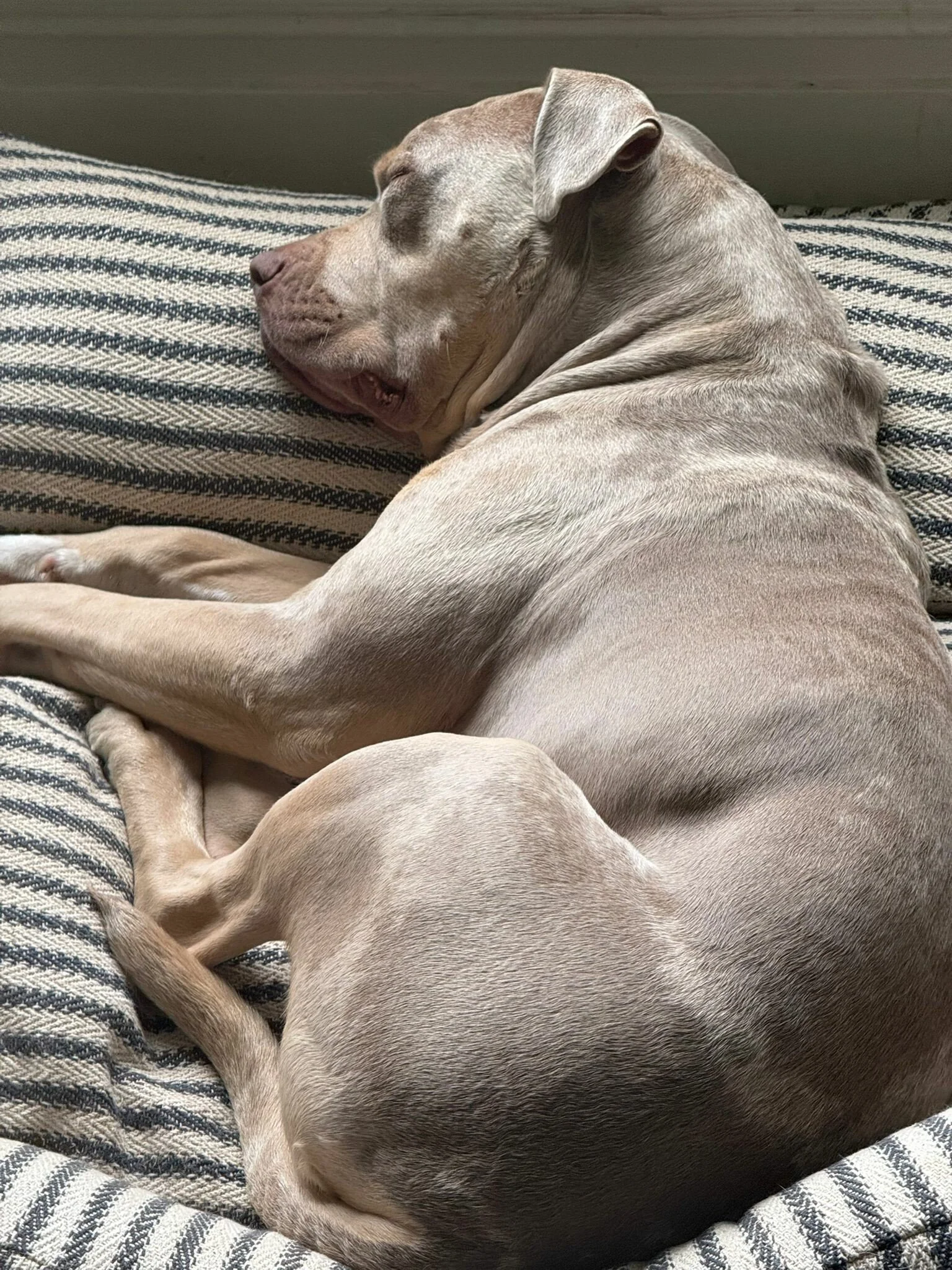 Canine patient Lenny sleeping soundly post-treatment session
