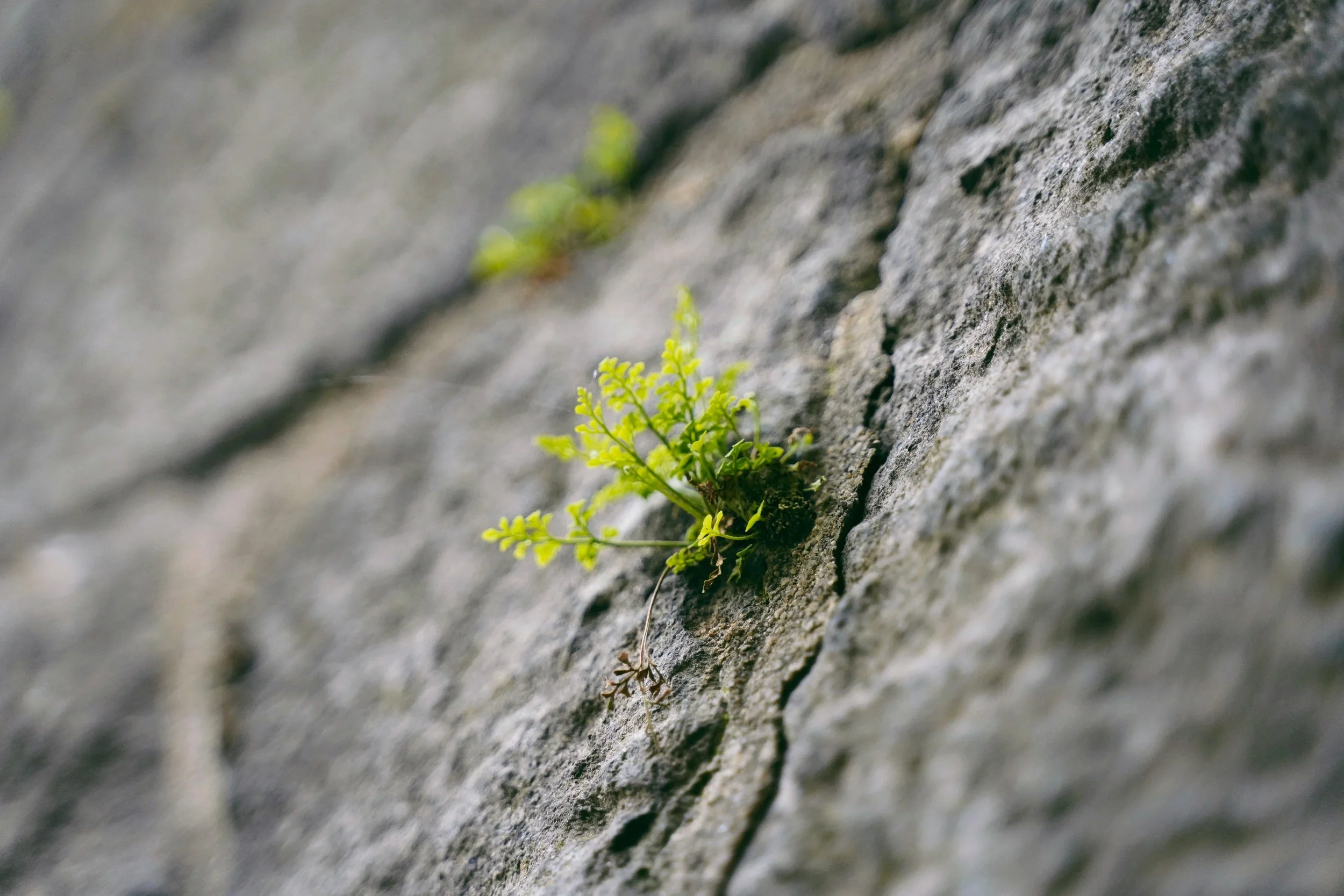 eine grüne Pflanze wächst aus einem Spalt in einer Mauer