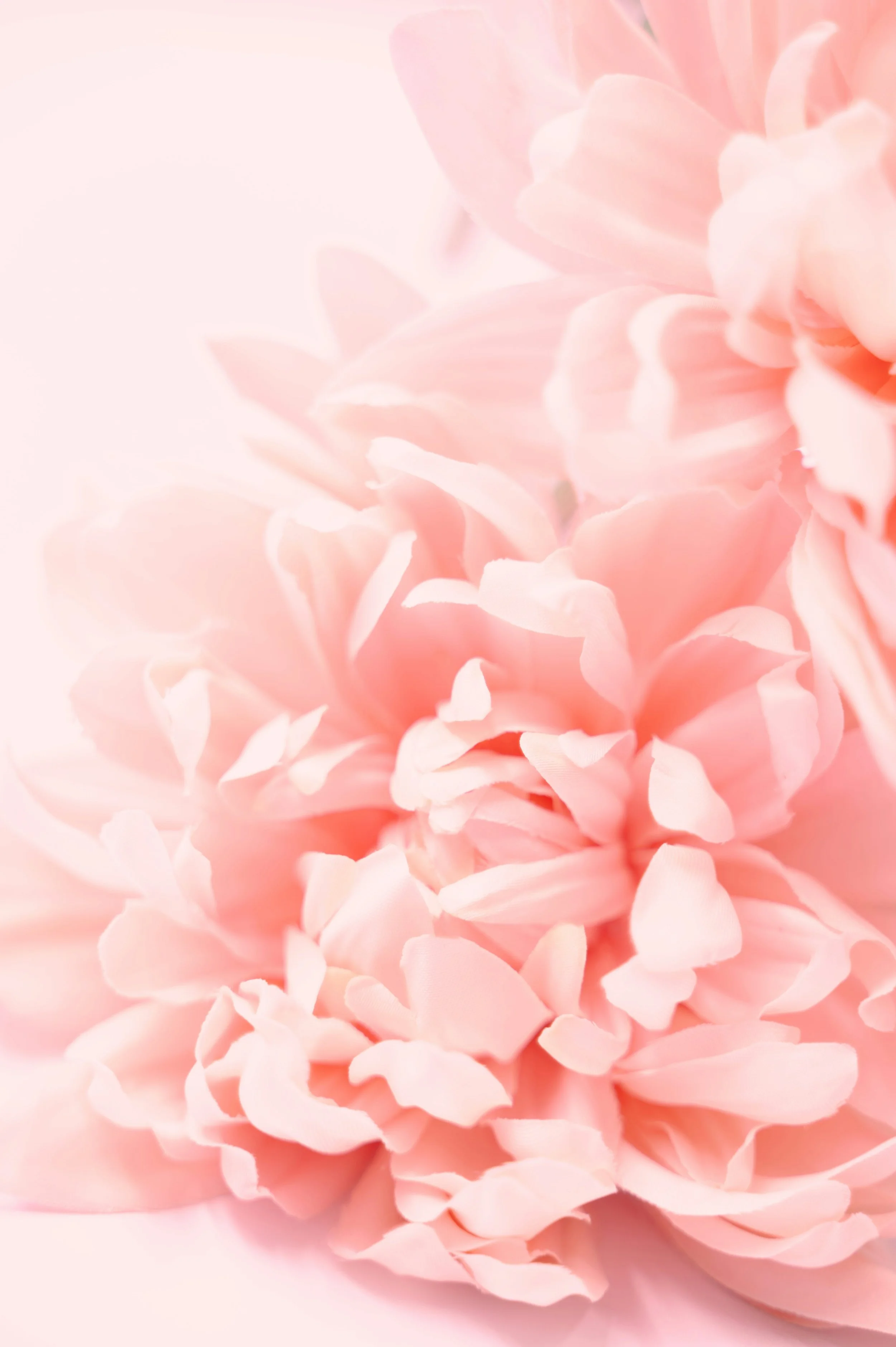 aufgehende Dahlia in zart rosa