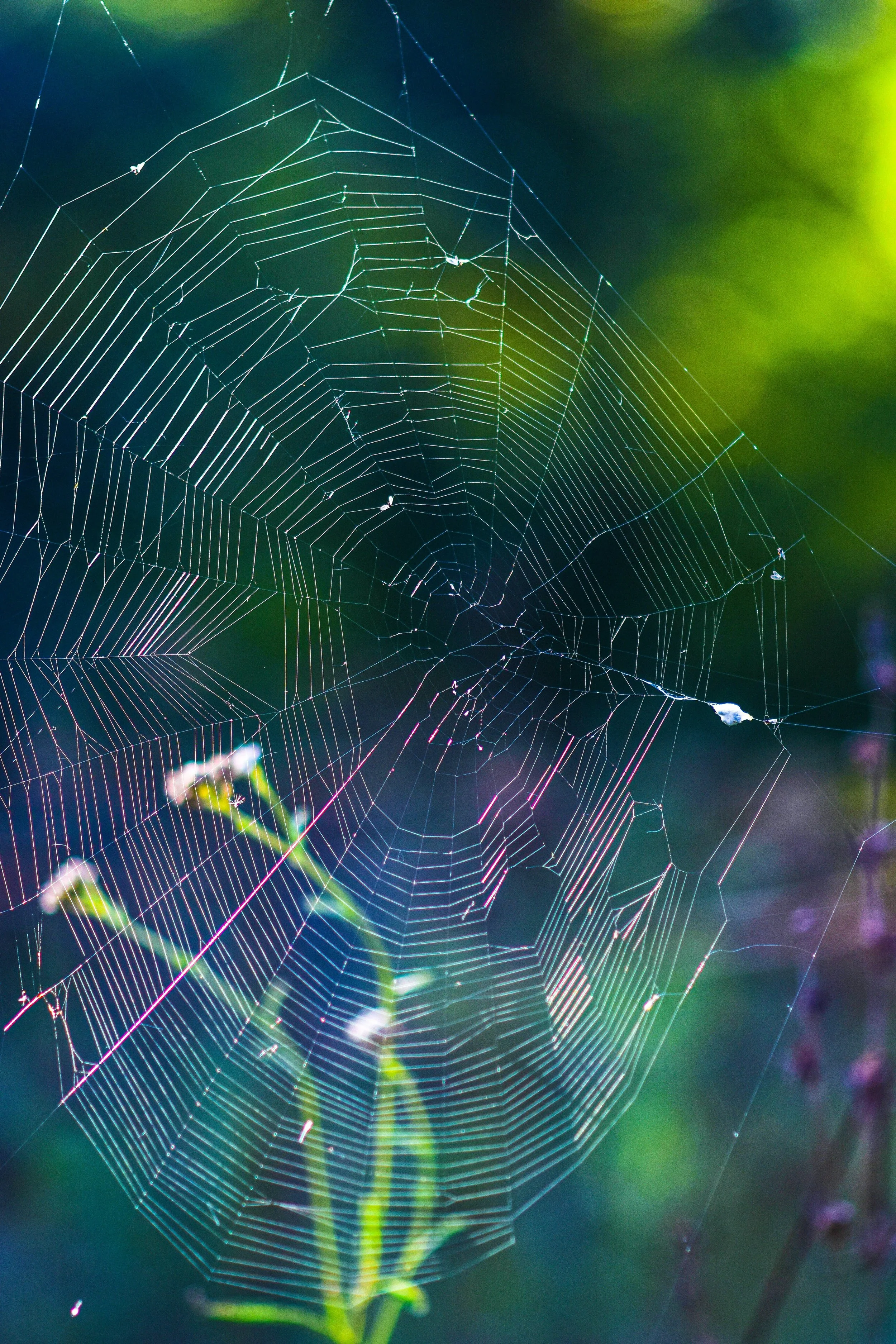 ein unperfektes Spinnenetz vor grün-blauem Hintergrund