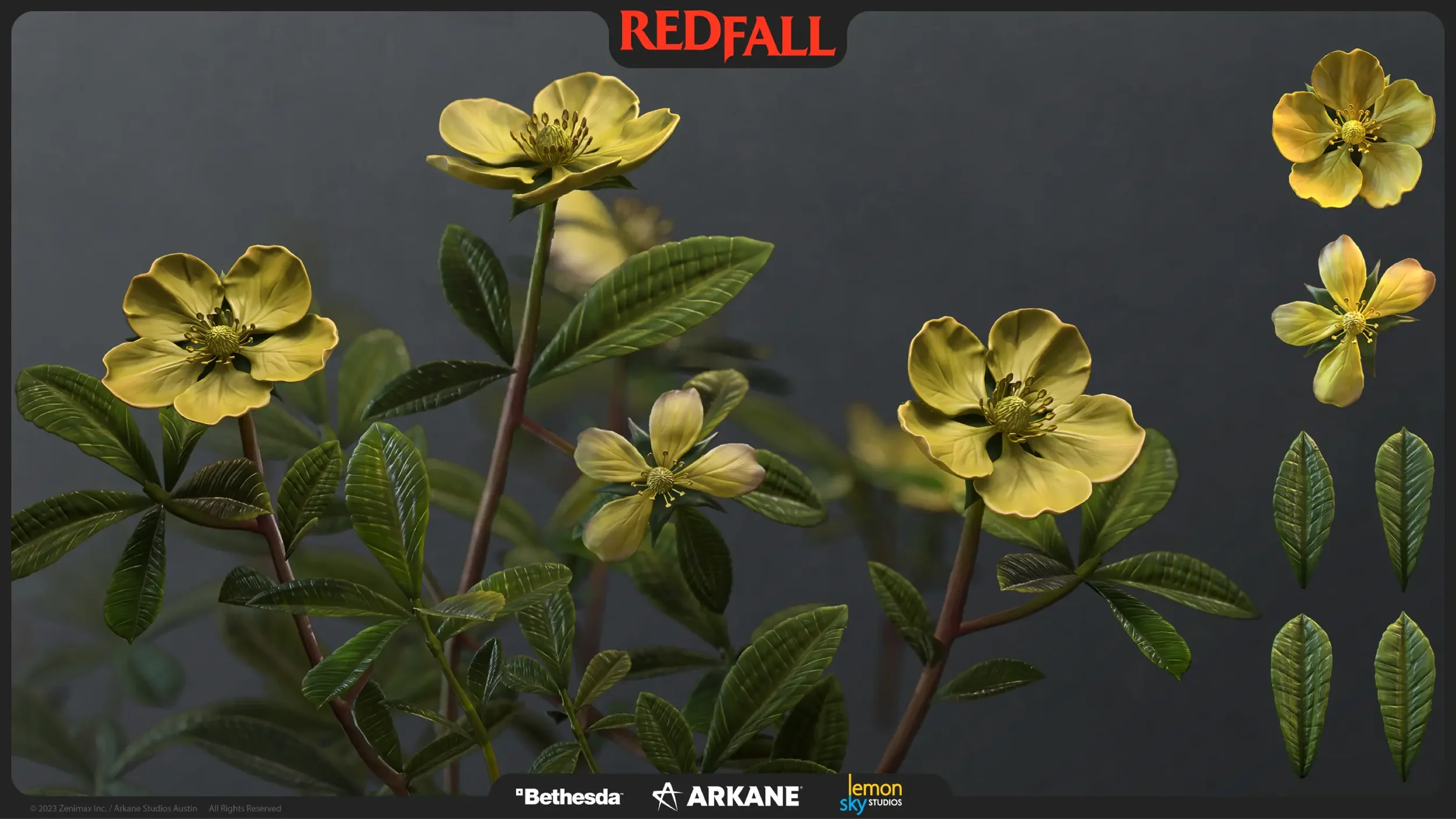 10_Bush_Cinquefoil_preview_full.webp