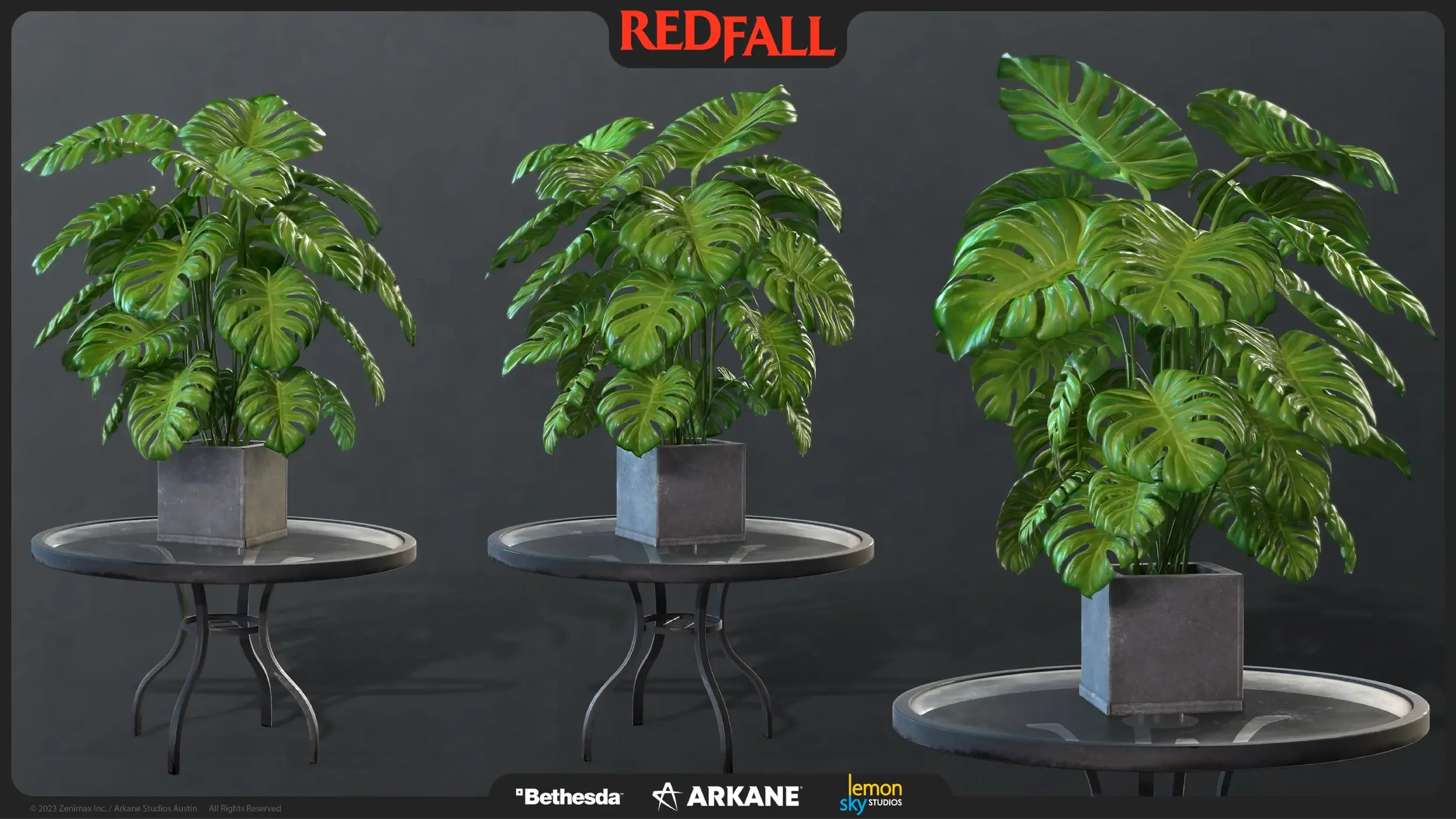 11_Swiss_Cheese_Plant_preview_full.webp