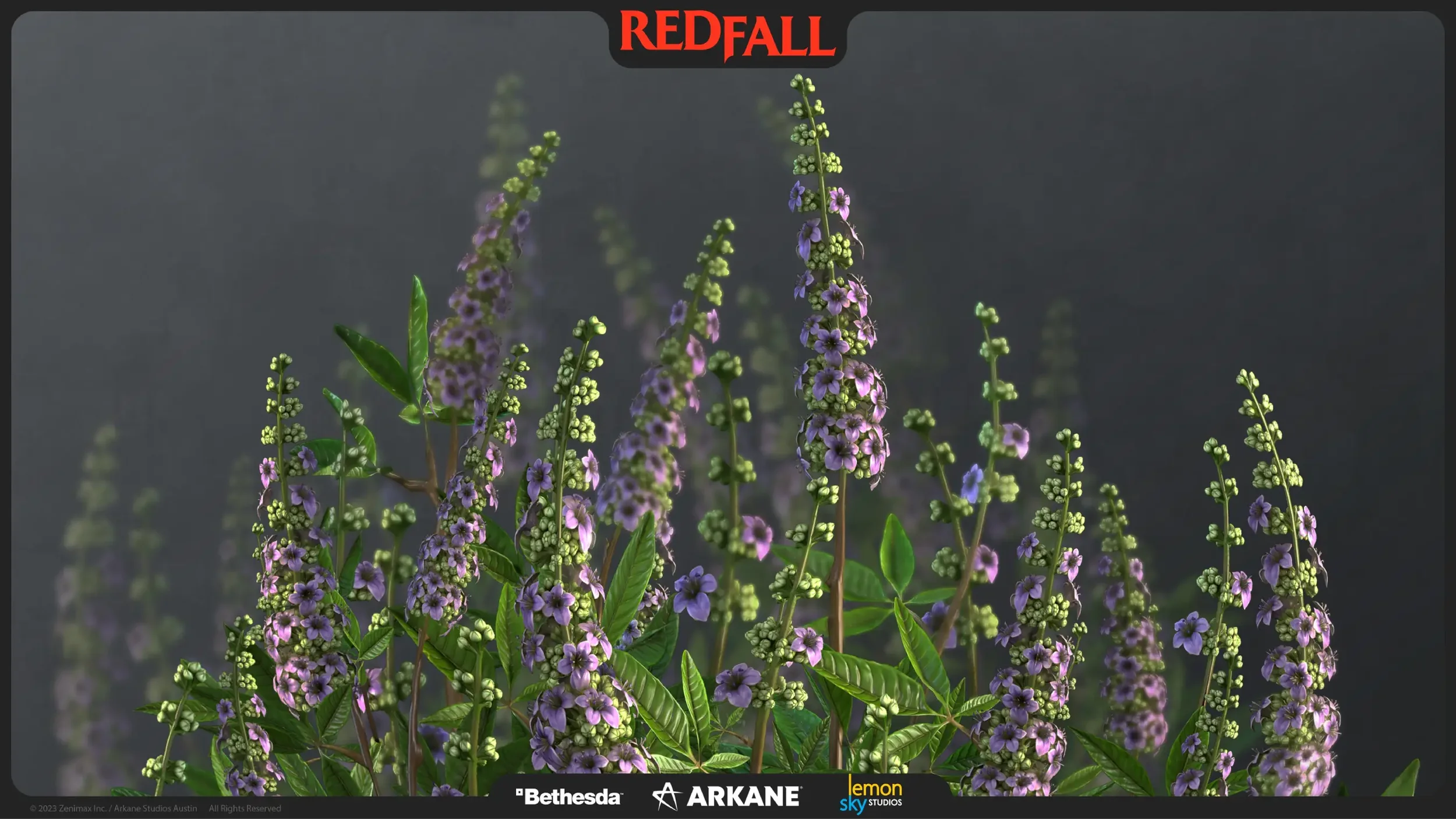 12_Shoal_Creek_Vitex_preview_full.webp