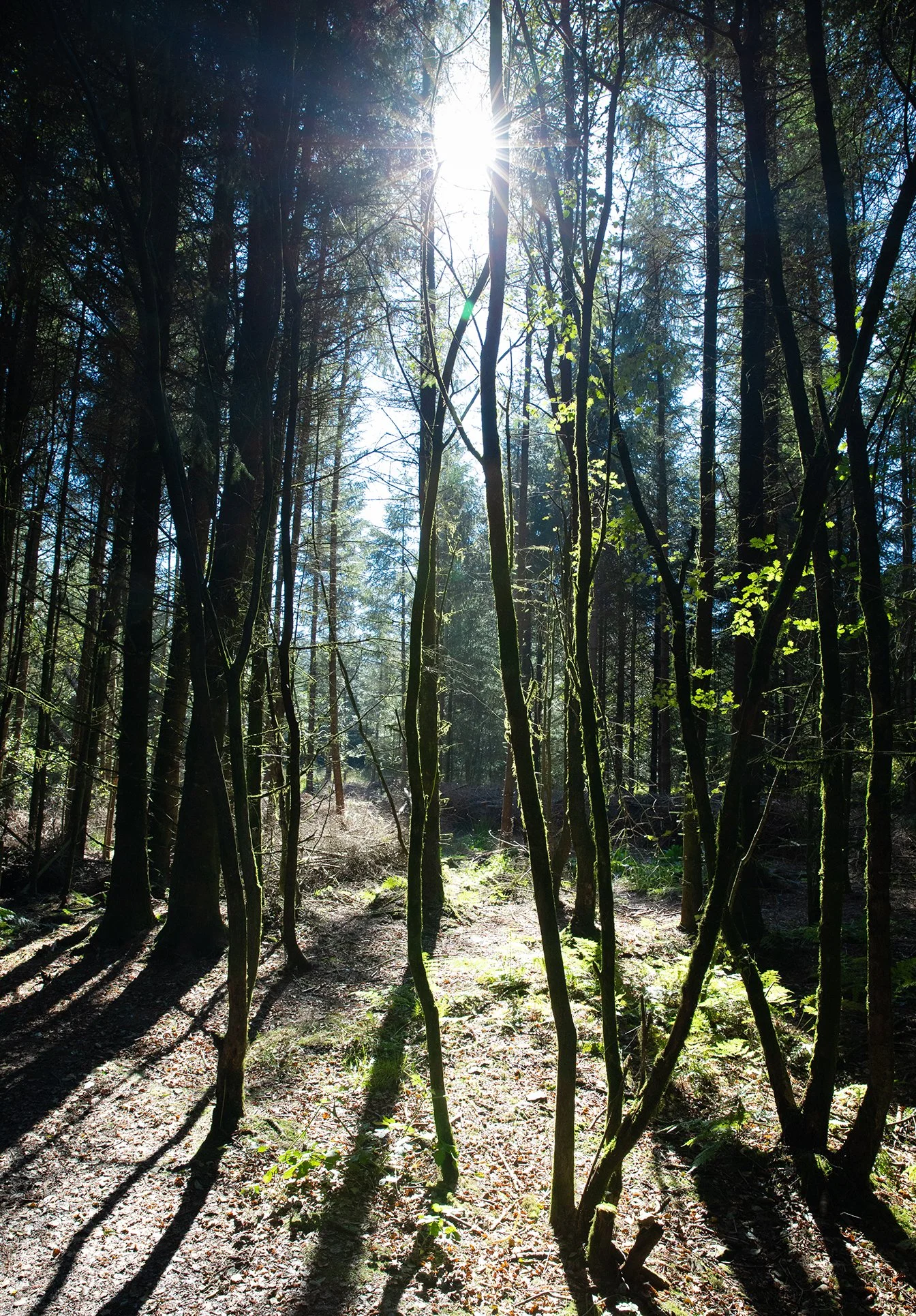 RW017345 resized.jpg