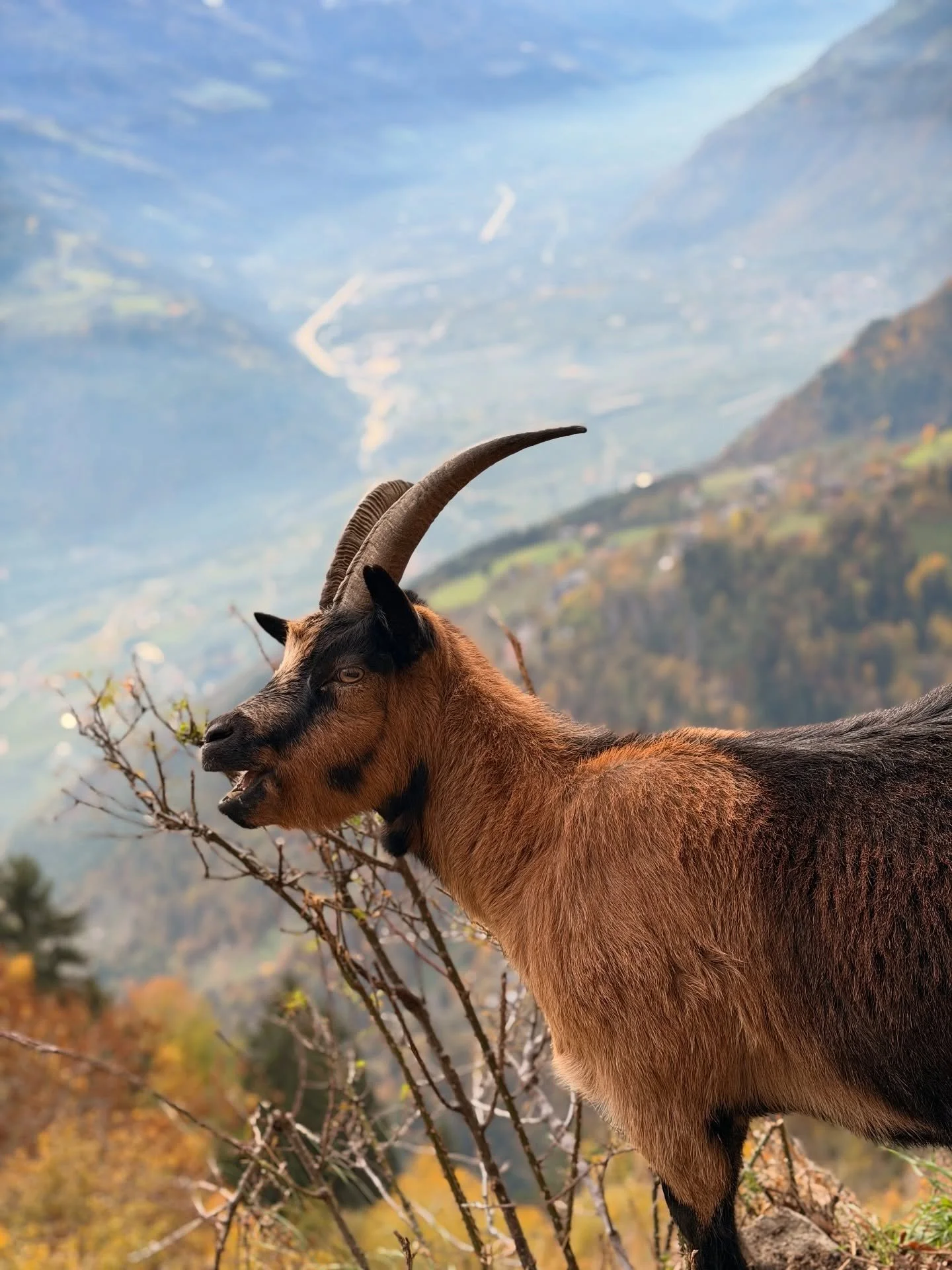 Ich hab voll Bock! Gr&uuml;&szlig;e aus S&uuml;dtirol