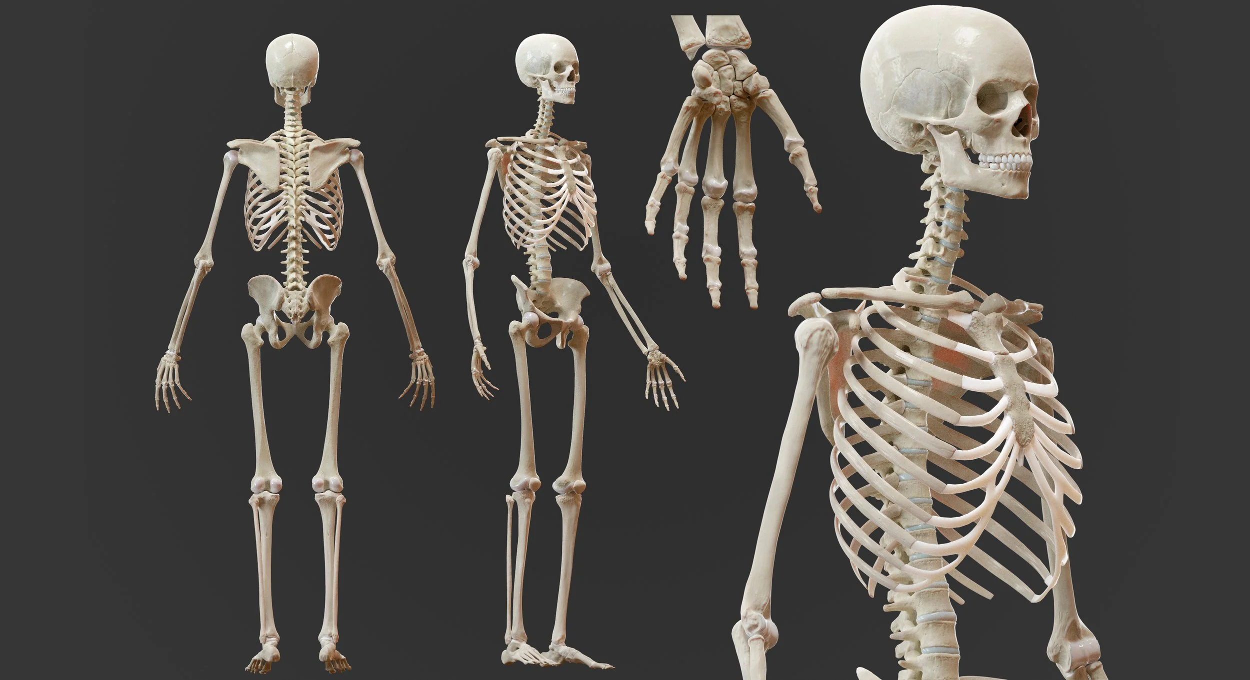 3DSkeleton-1.jpg