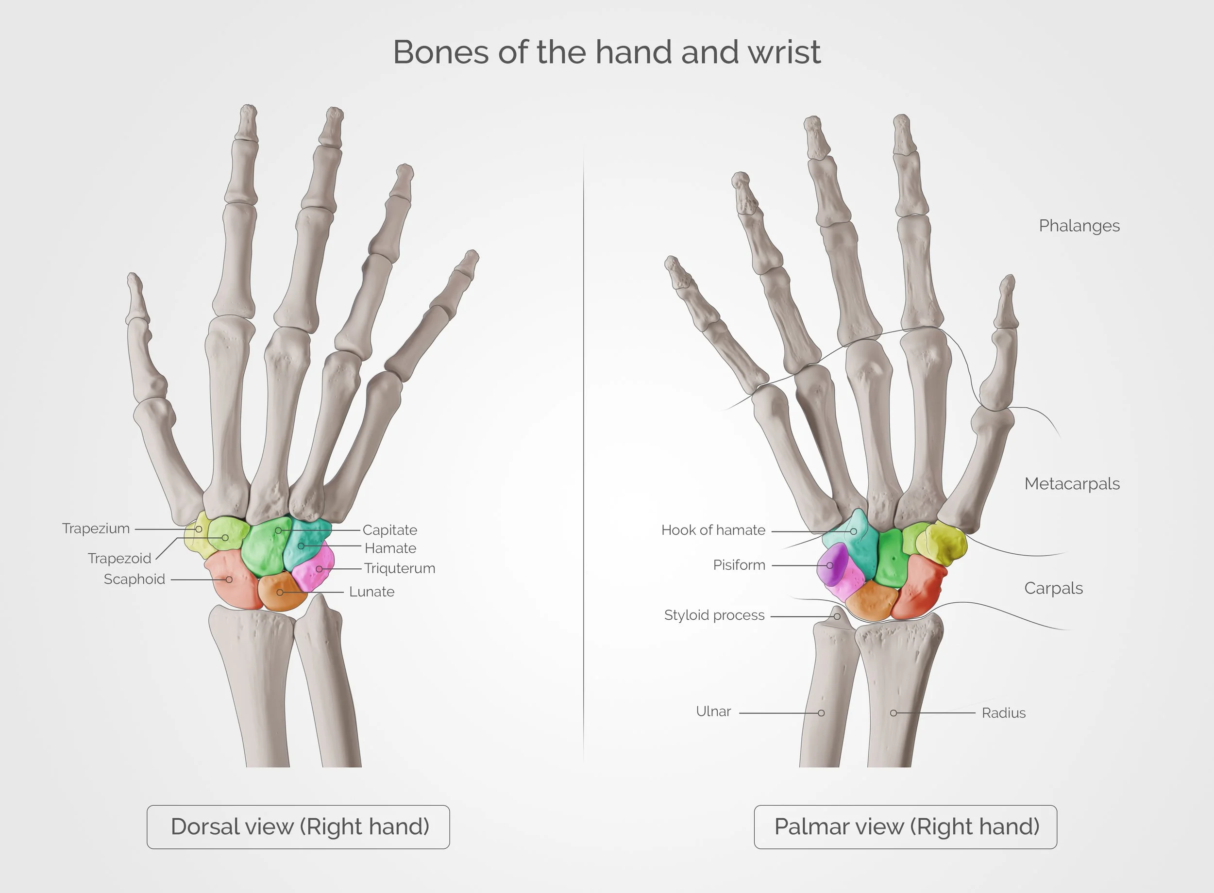 Bones of the hand