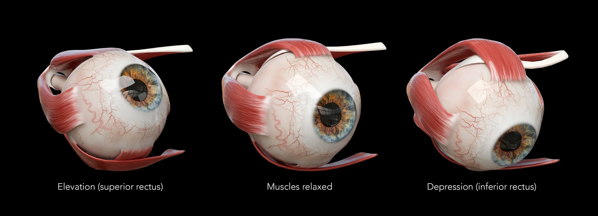 Eyeball with muscles