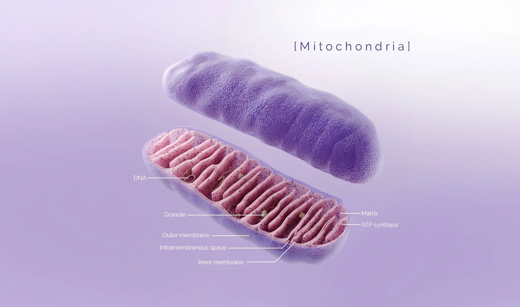 Mitochondria_Illustration.jpg