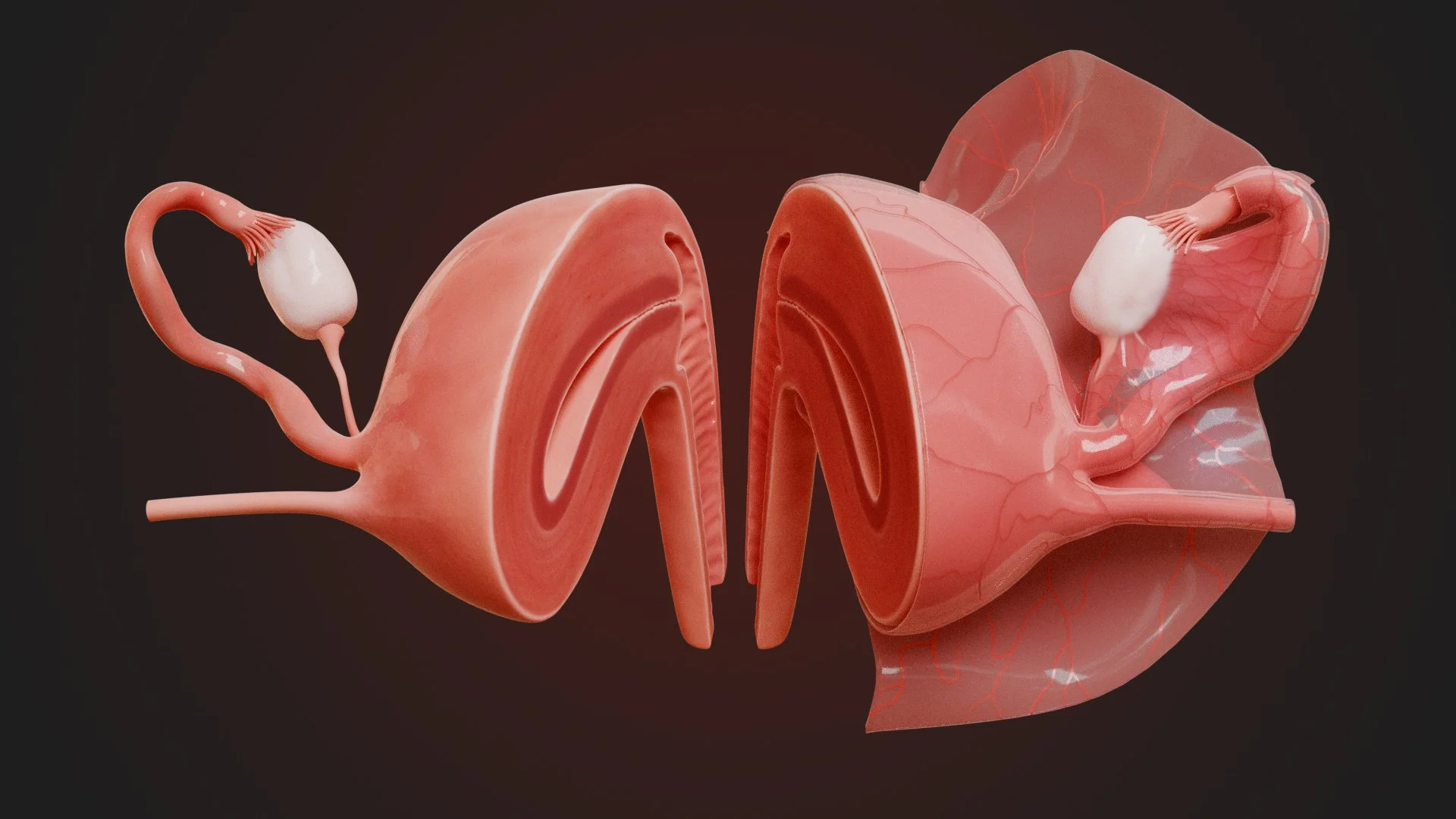 Uterus cross section with broad ligament