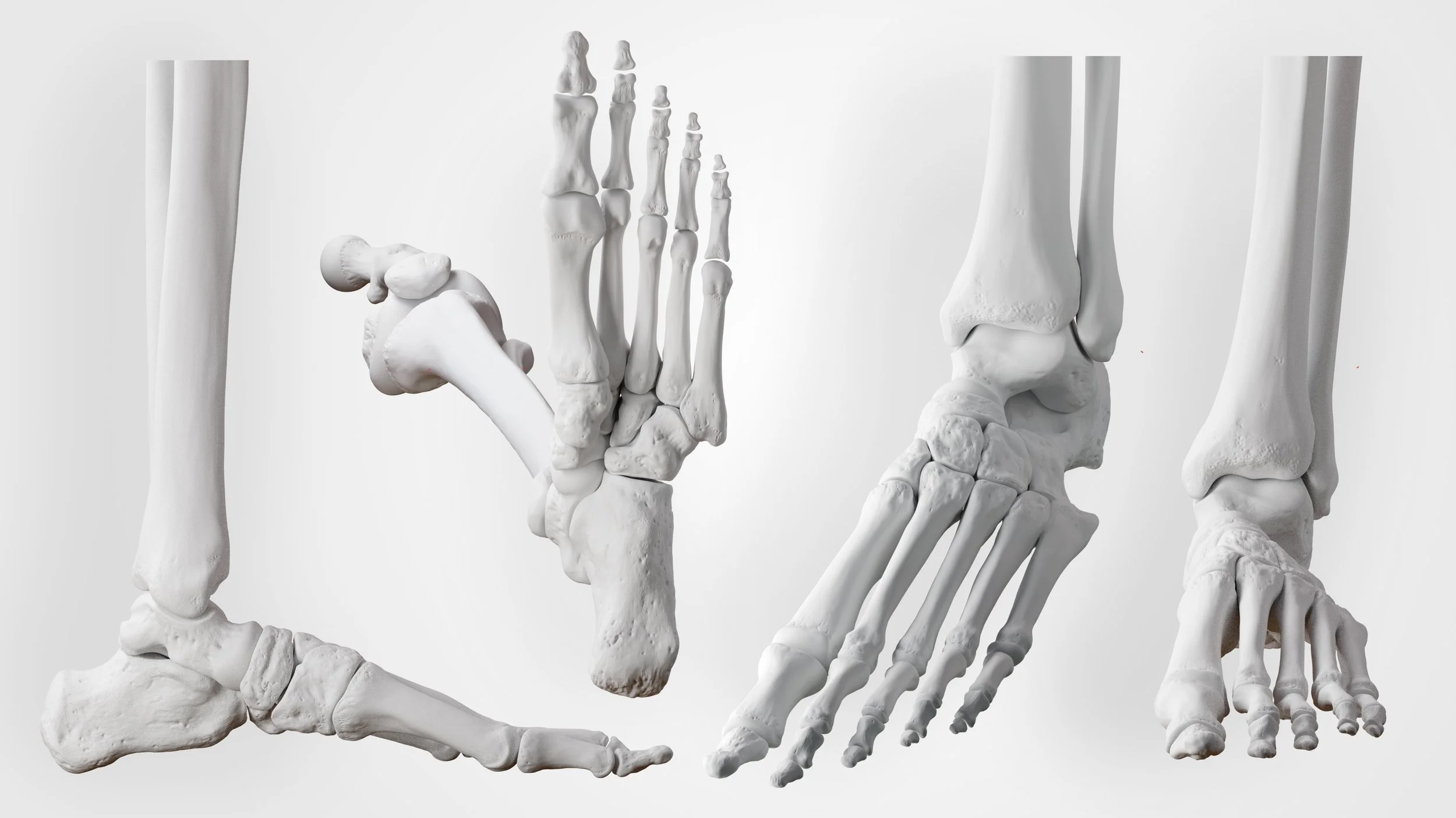 Bones of the foot