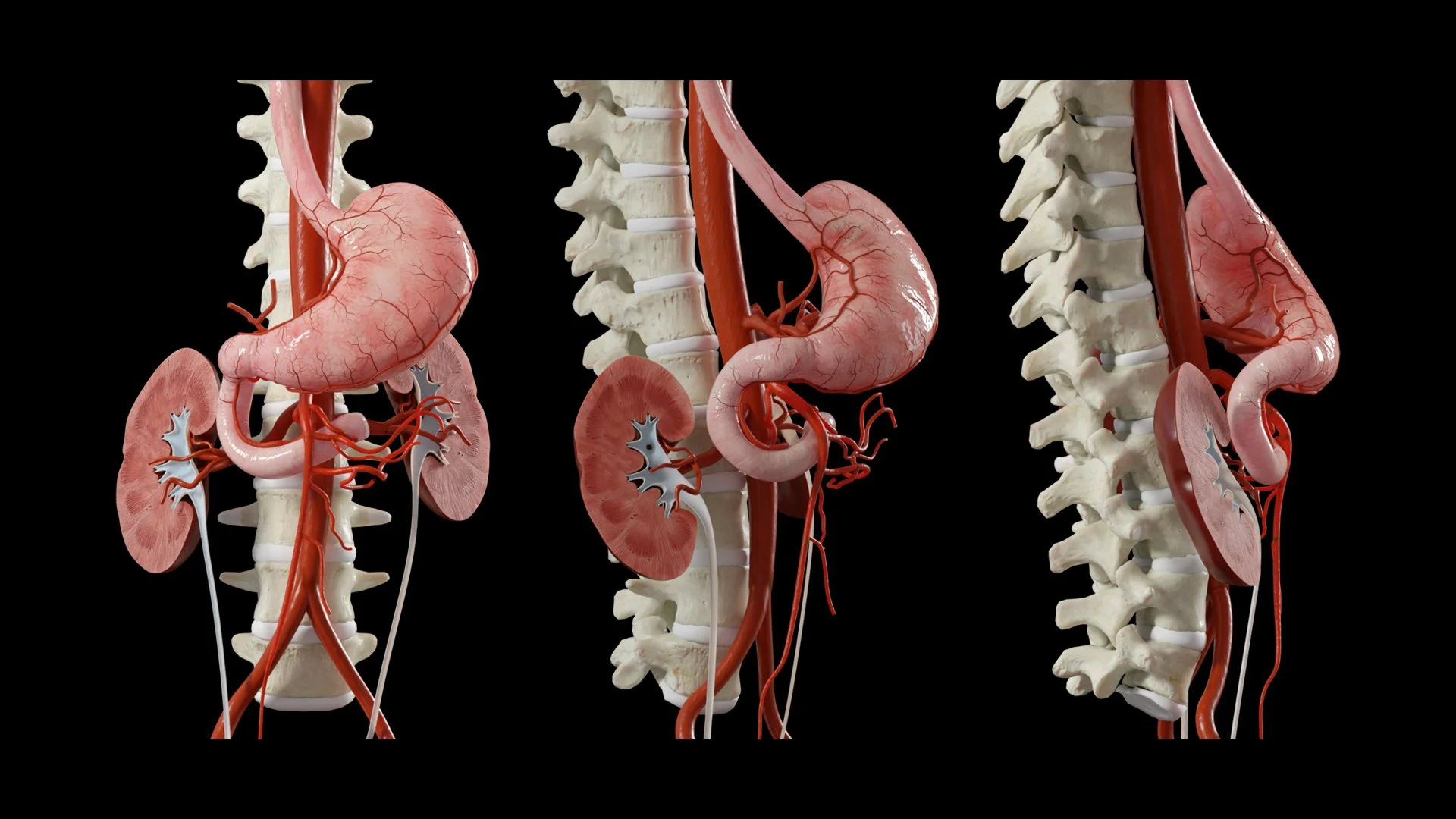Arterial supply of the stomach