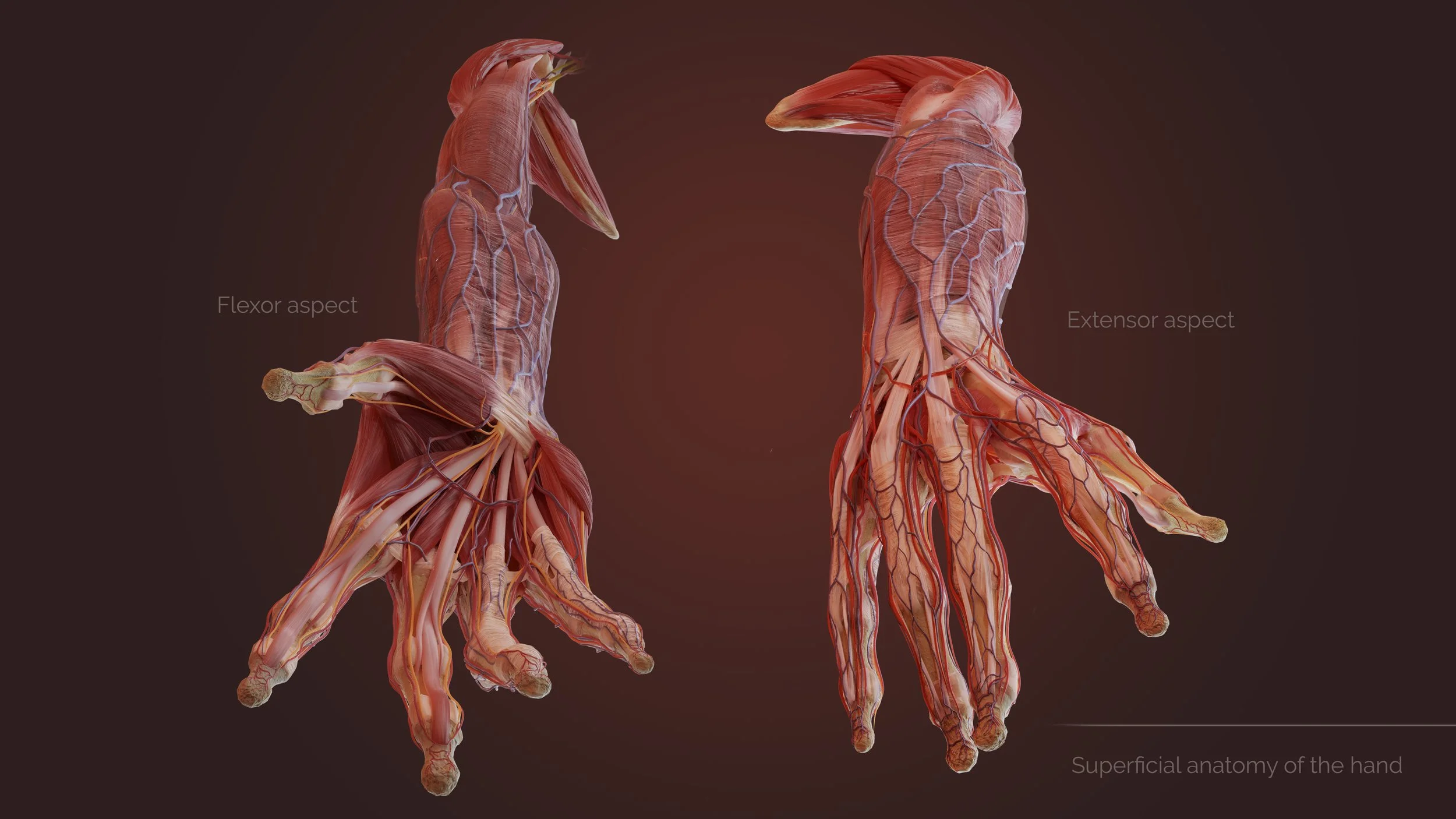 Hand anatomy
