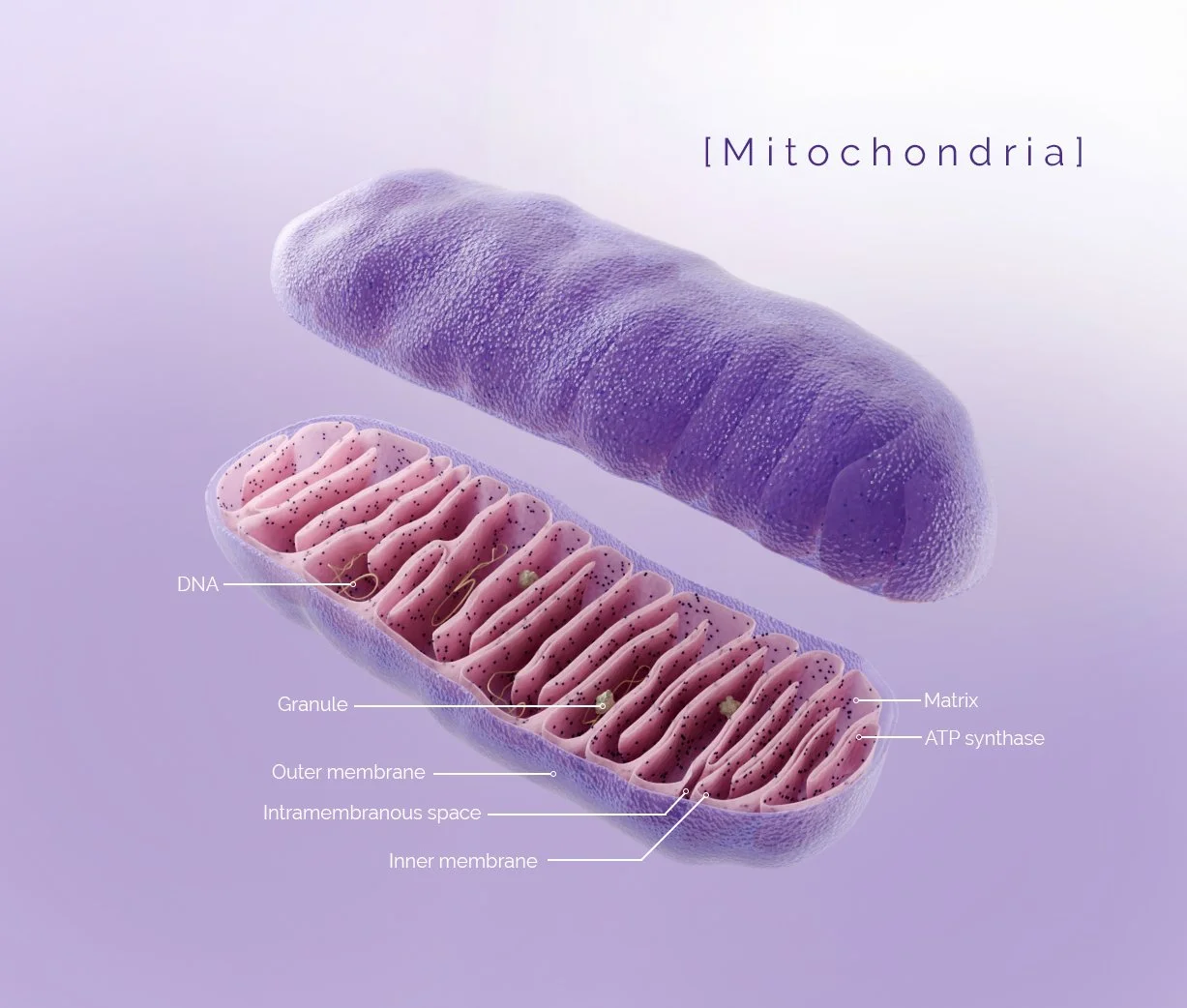 Mitochondria