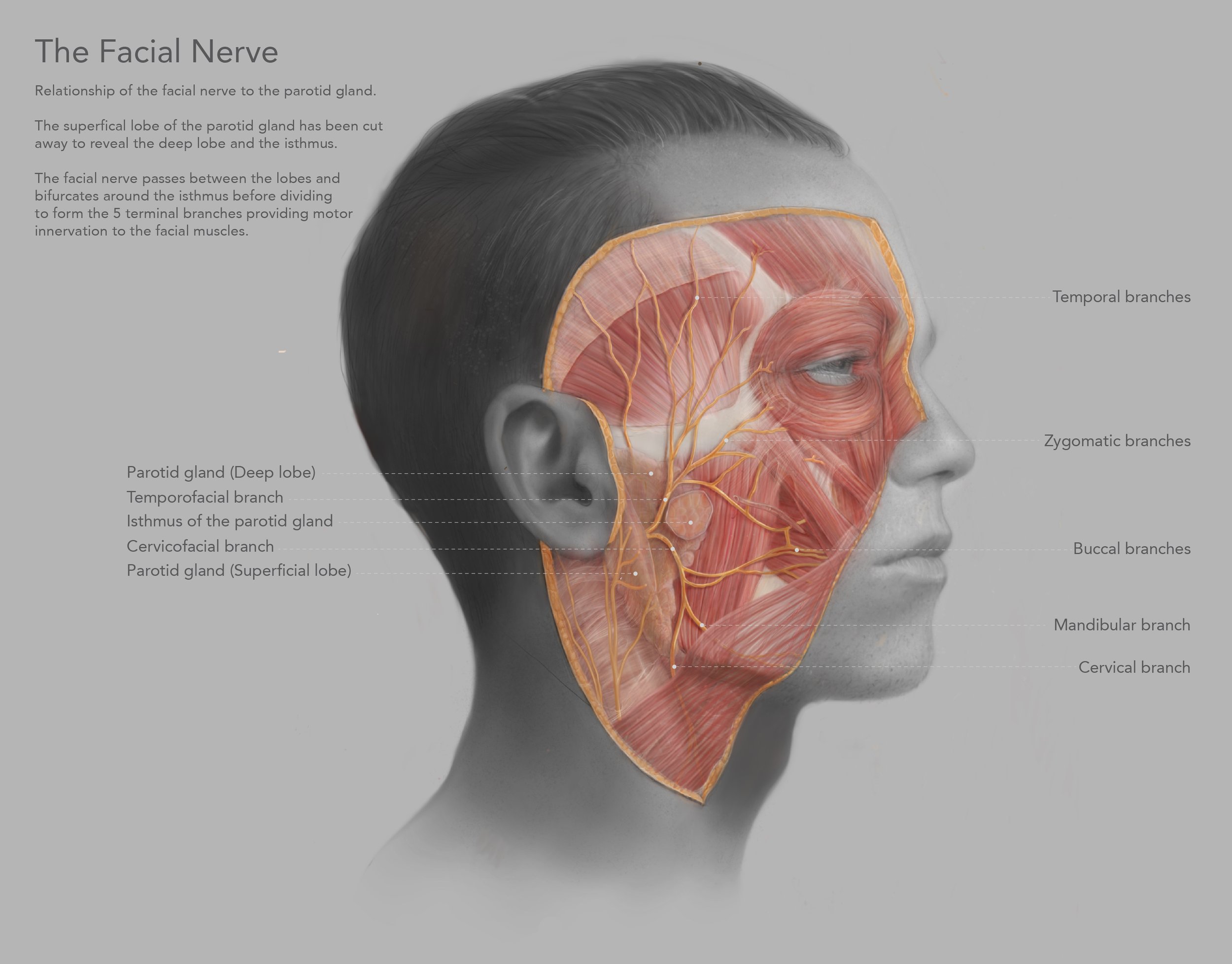 Facial nerve