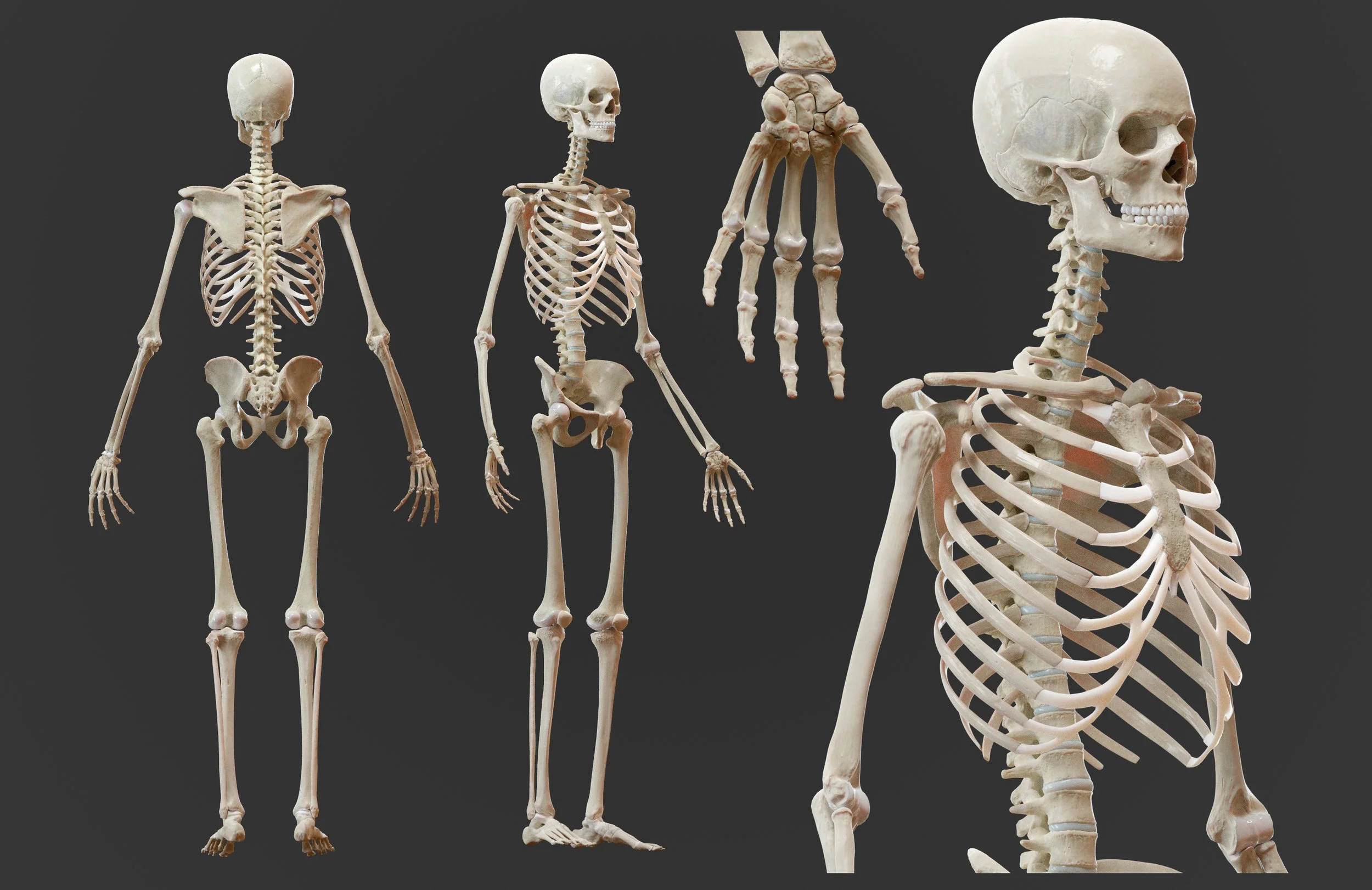 Skeleton