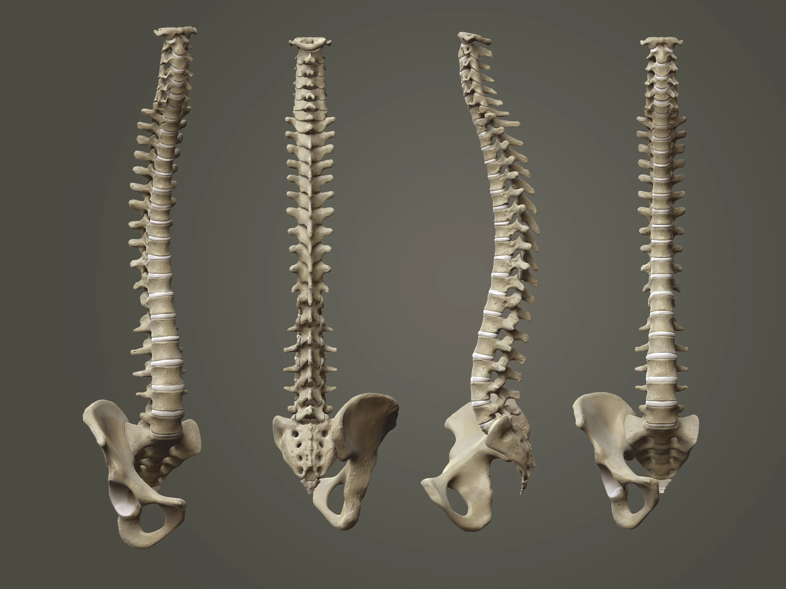 Anatomy of the spine