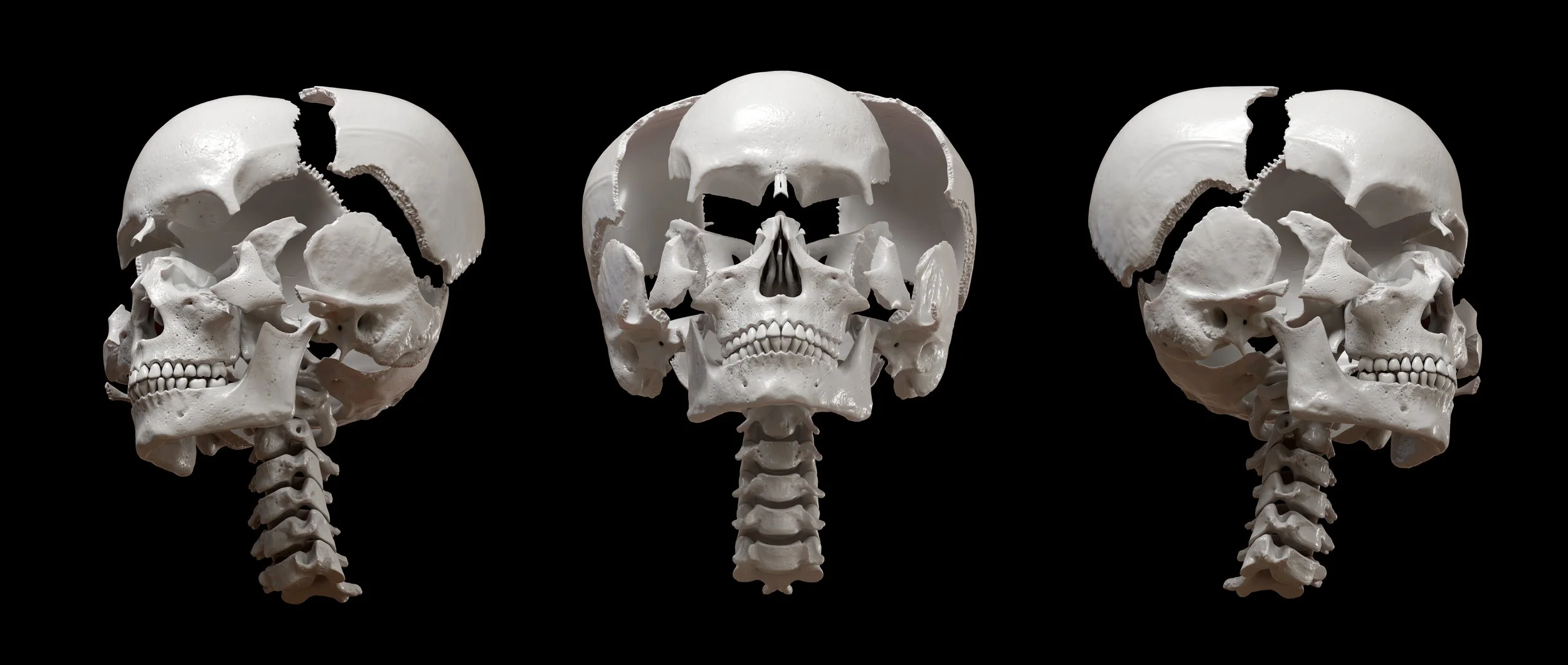 Skull articulated bones