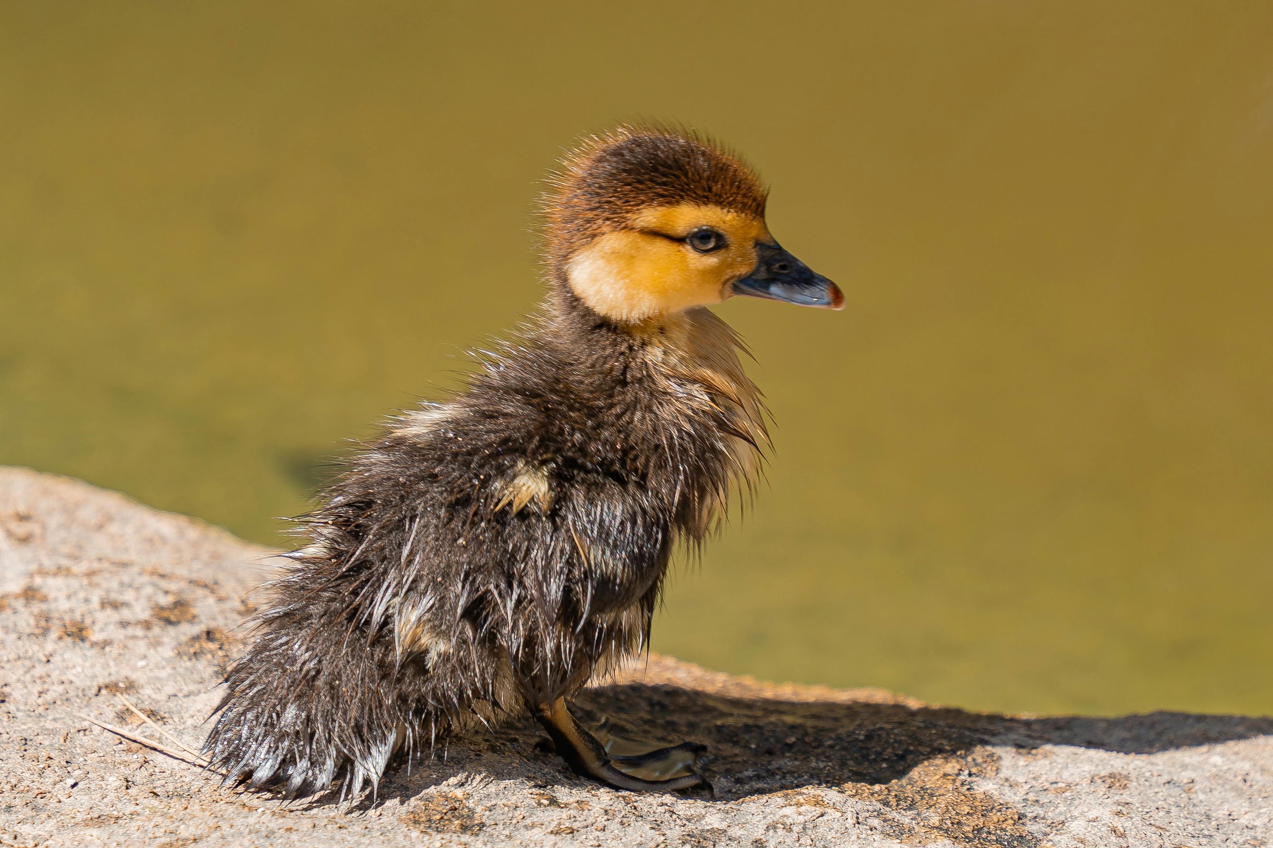 The Equinox Shift: From Winter Reflection to Spring Initiation