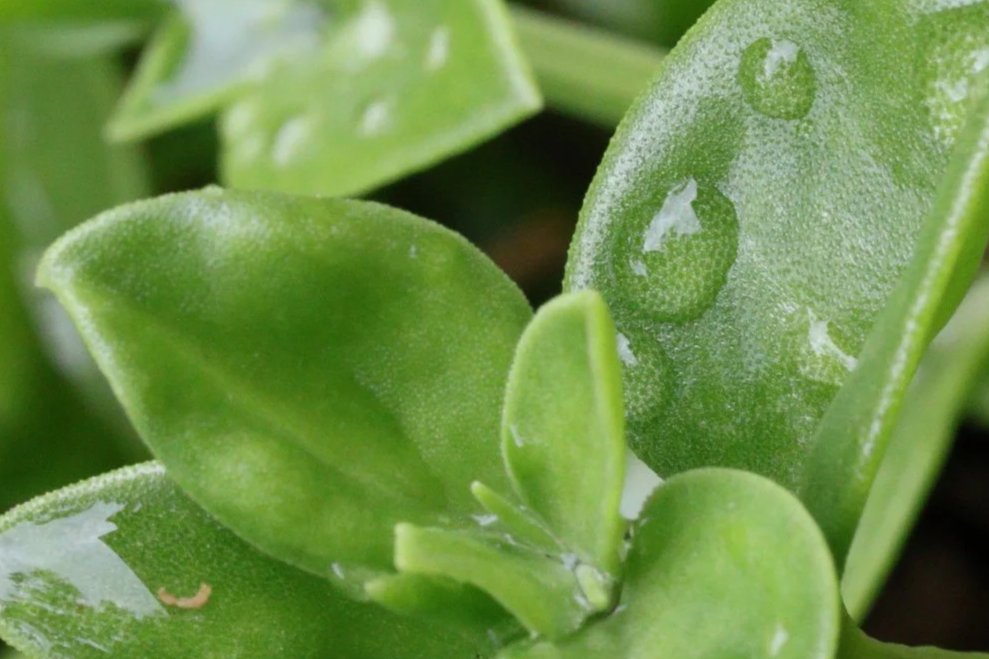 Macro succulant