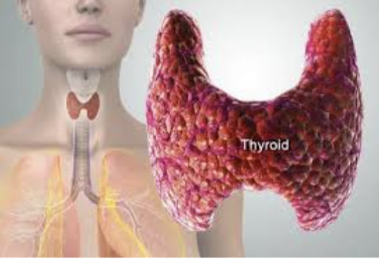 Your Thyroid: The Tiny Gland with a Mighty Impact