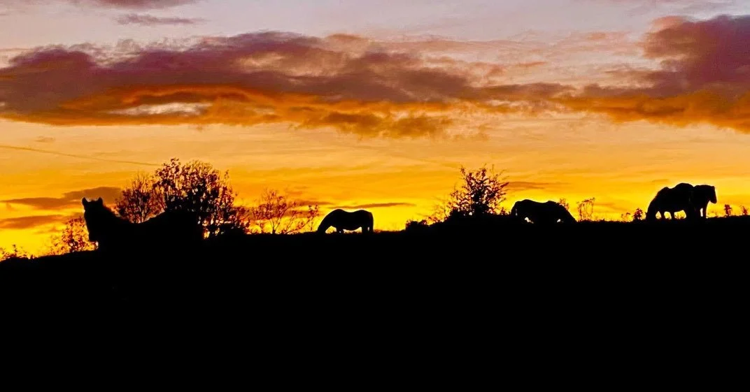 Reposting these photos from the amazing Eileen Bray, perfectly capturing an almost prophetic portrayal of the &ldquo;fire horses&rdquo; during last years Heartspace Gathering. 

Looking forward to meeting again on these gentle lands on May 1-3 2026!!