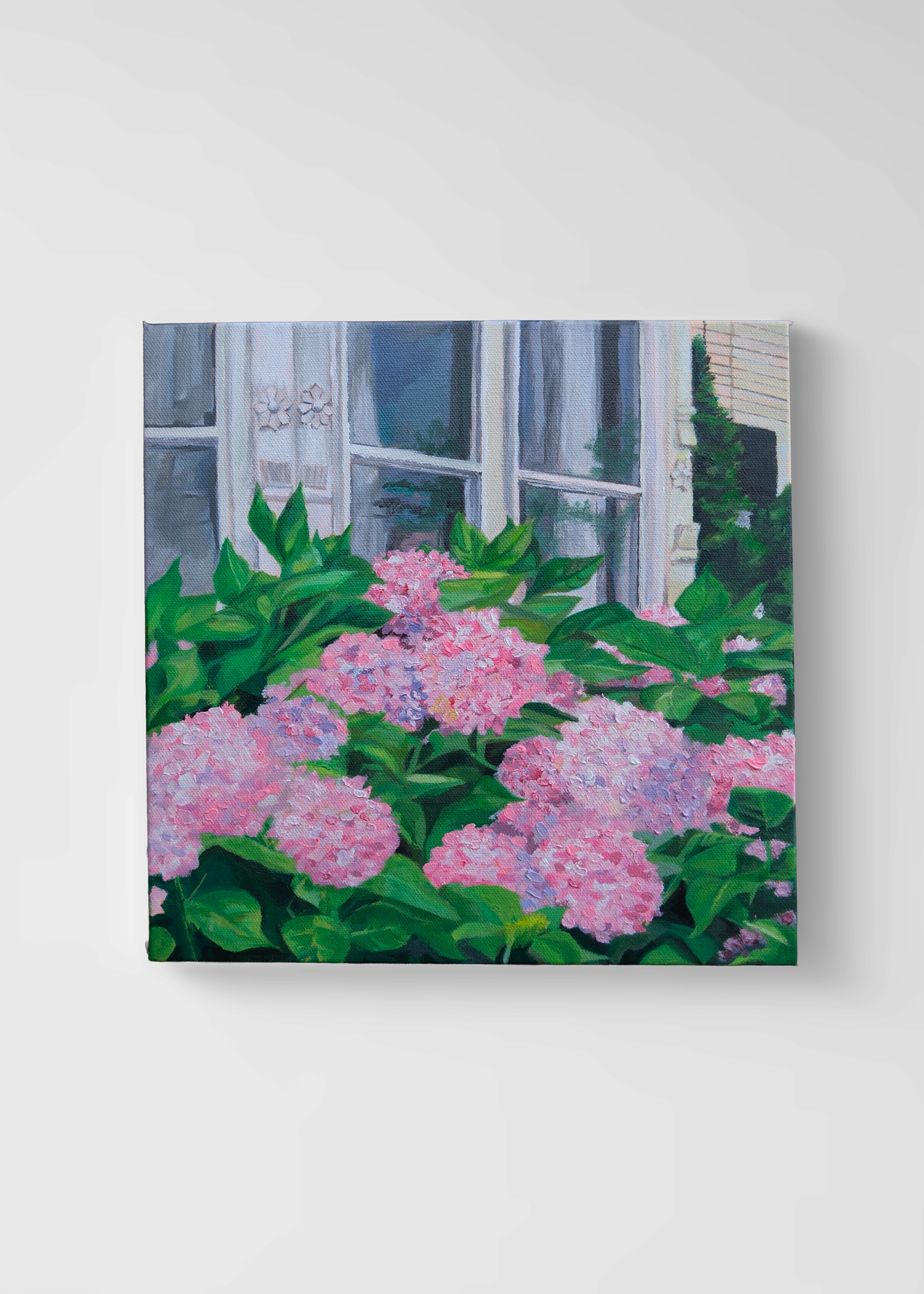Hydrangeas in the Cape