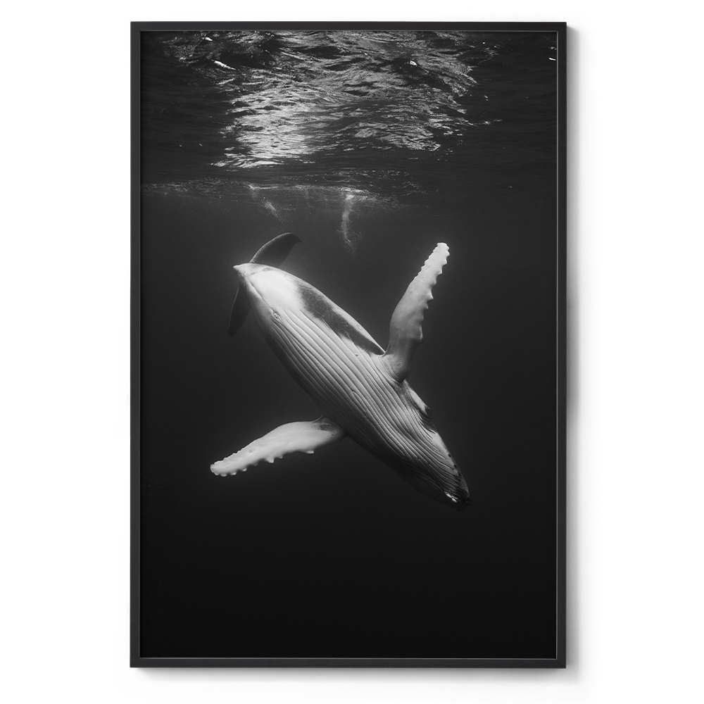 800x1200_Black_Waltz of the deep.png