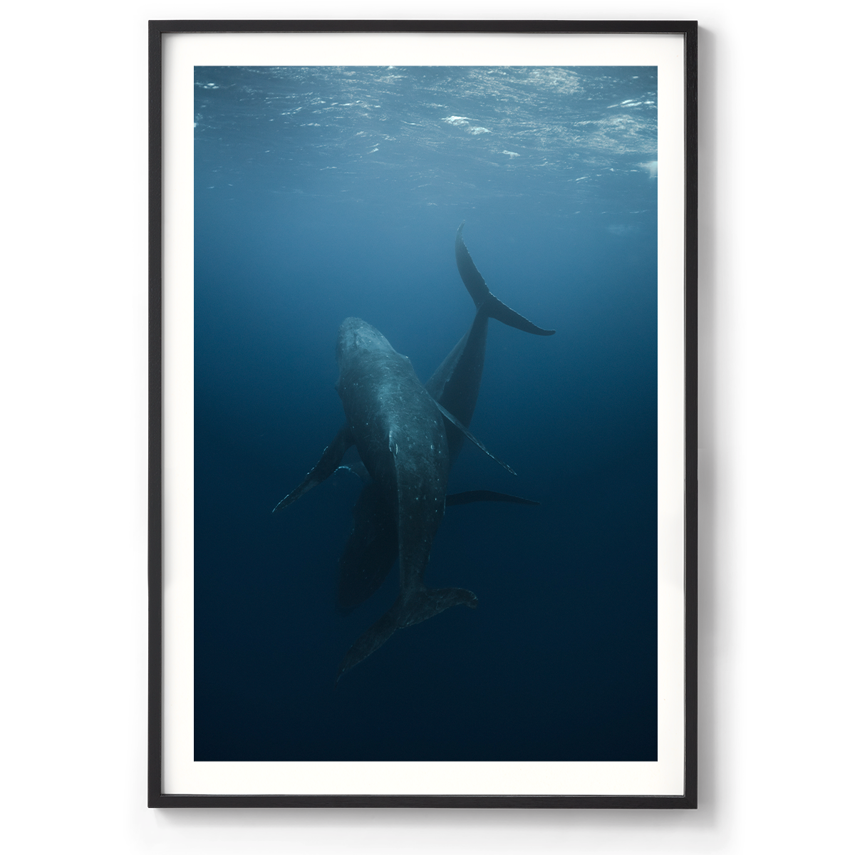 1200x835_Black_Dance with whales.png