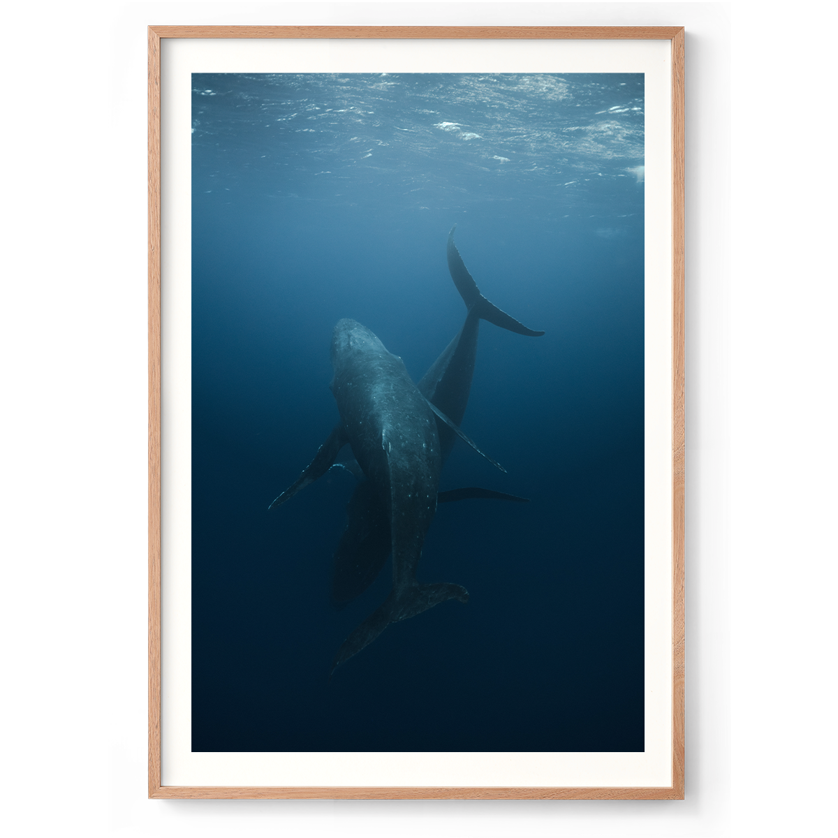 1200x835_Natural_Dancing with whales.png