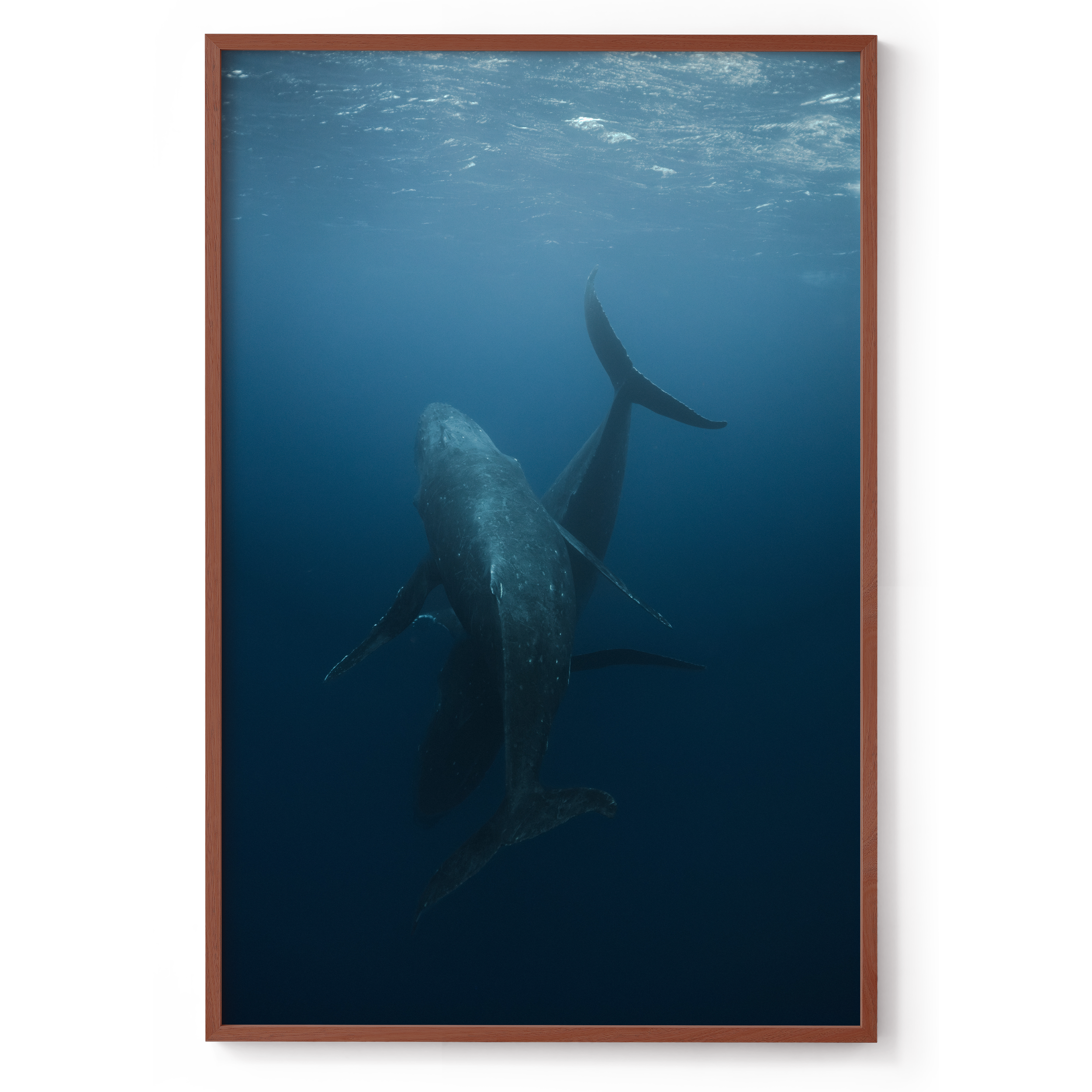 800x1200_Walnut_Dance with whales.png