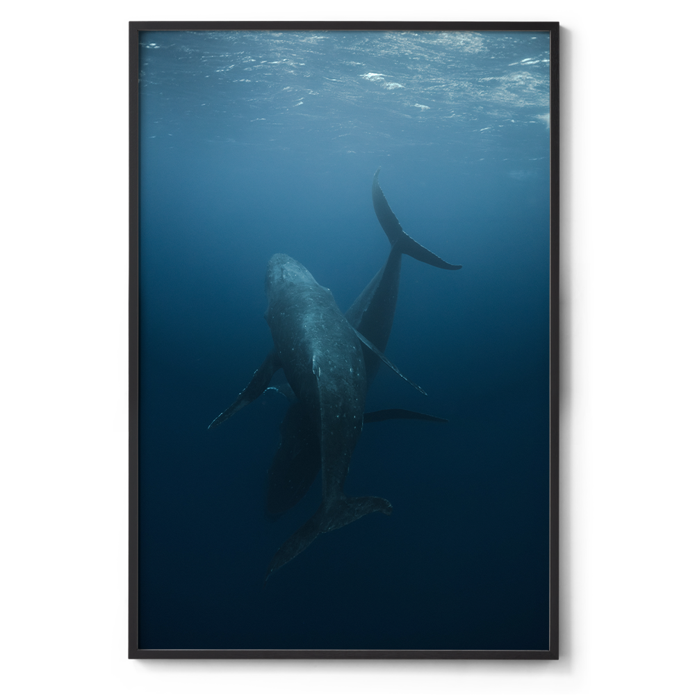 800x1200_Black_Dance with whales.png